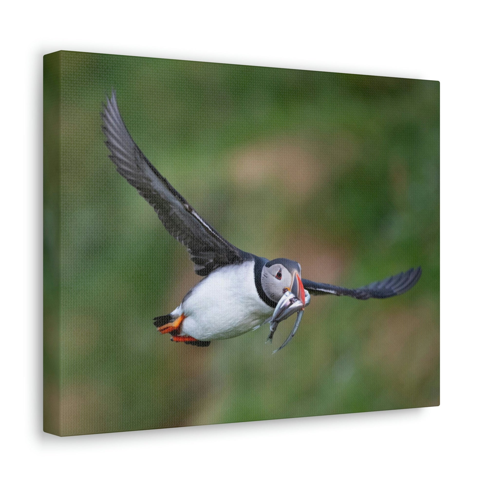 Scripture Walls Atlantic Puffin Hunting Atlantic Puffin on Hunt Print Animal Wall Art Wildlife Canvas Prints Wall Art Ready to Hang Unframed-Express Your Love Gifts