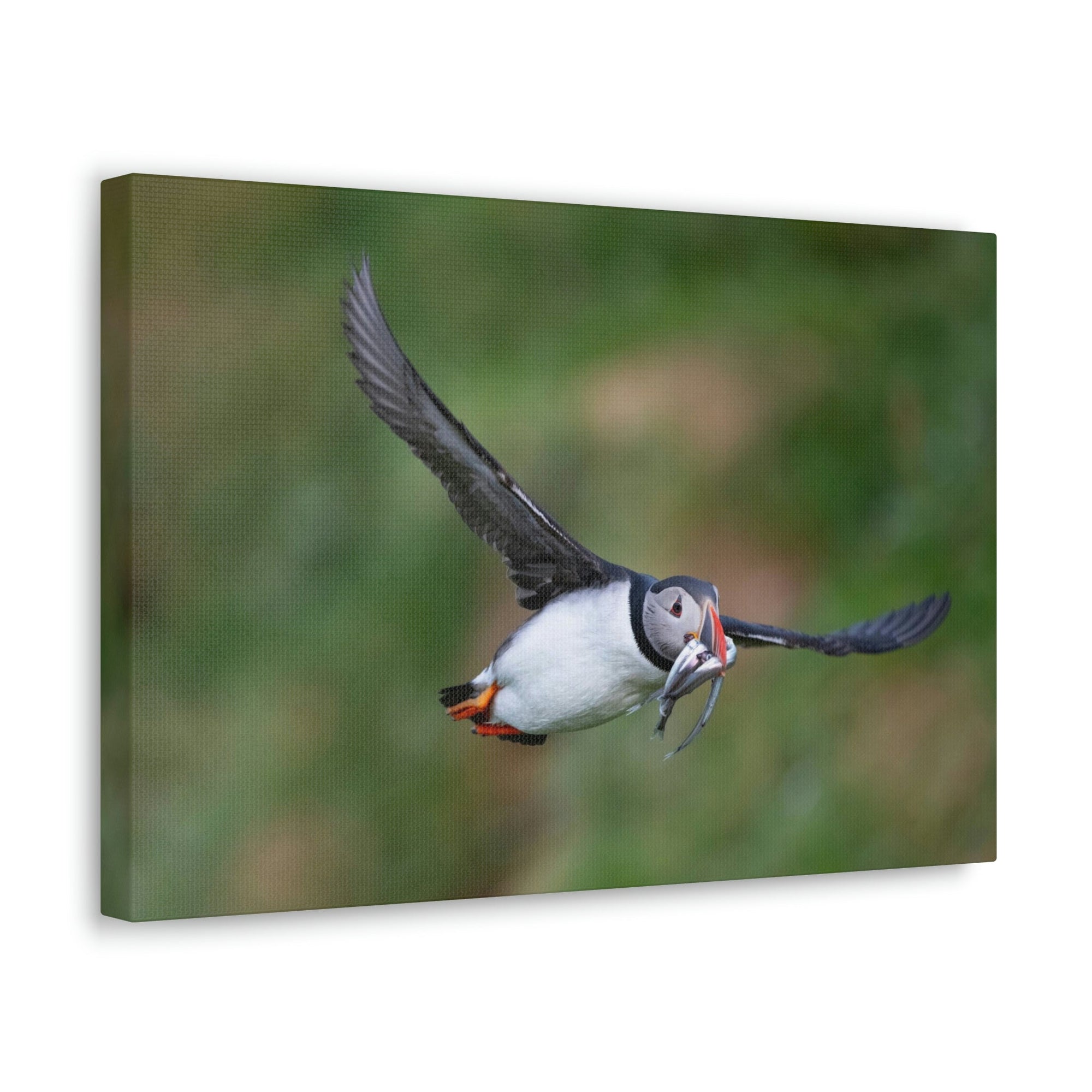 Scripture Walls Atlantic Puffin Hunting Atlantic Puffin on Hunt Print Animal Wall Art Wildlife Canvas Prints Wall Art Ready to Hang Unframed-Express Your Love Gifts