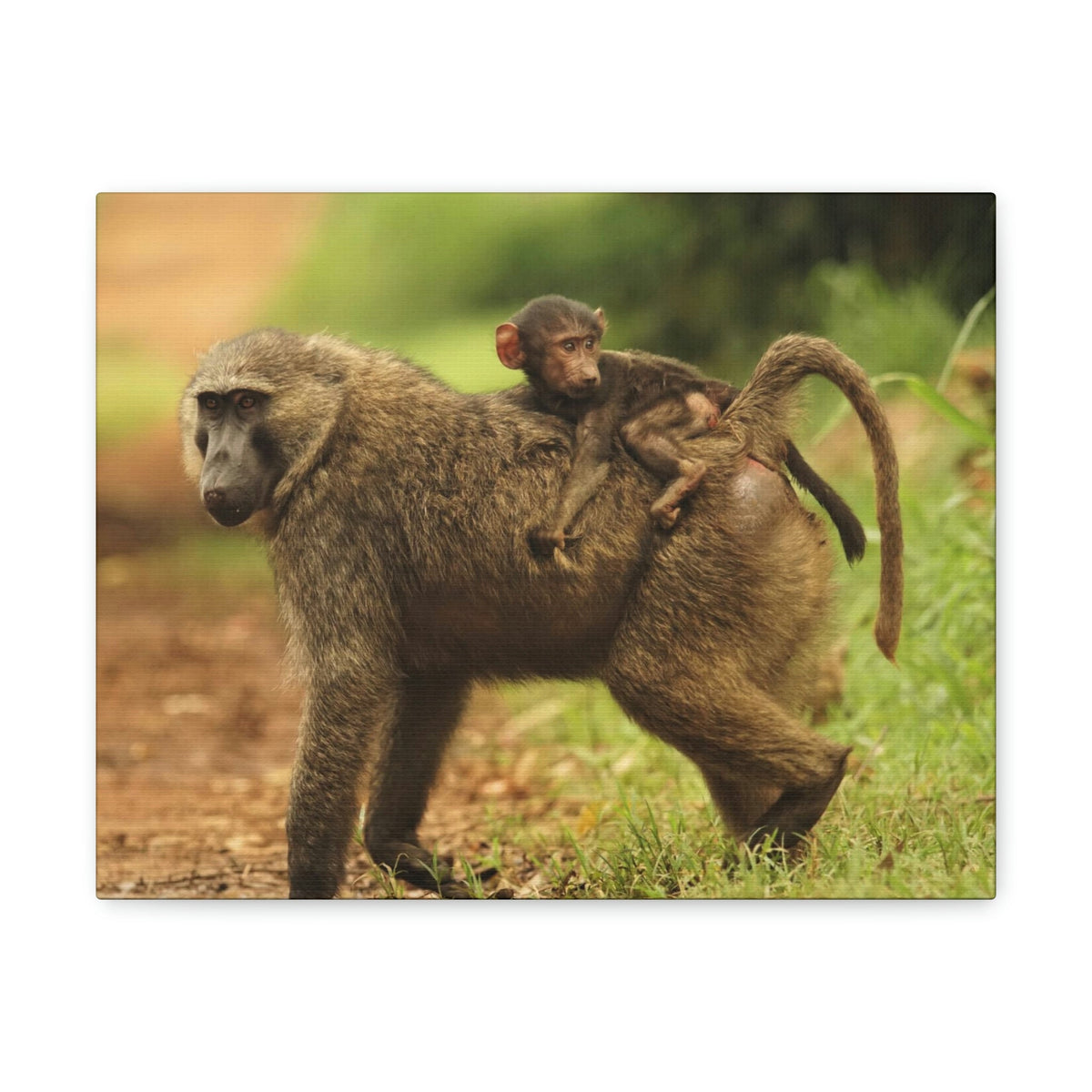 Scripture Walls Baboon Hunting Baboon on Hunt Print Animal Wall Art Wildlife Canvas Prints Wall Art Ready to Hang Unframed-Express Your Love Gifts