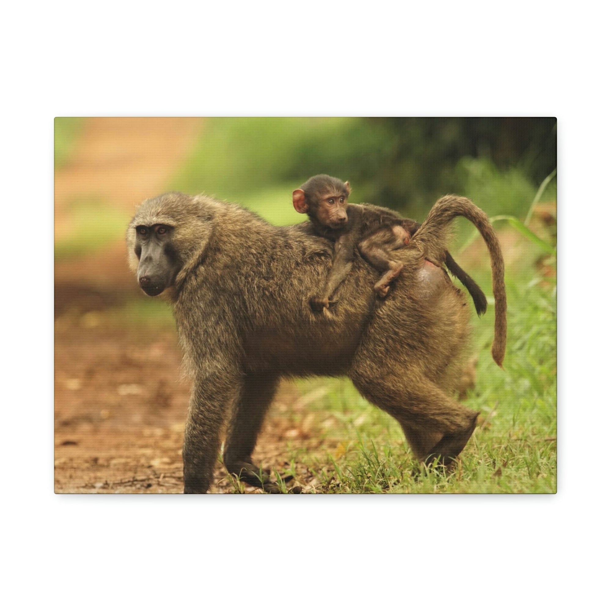 Scripture Walls Baboon Hunting Baboon on Hunt Print Animal Wall Art Wildlife Canvas Prints Wall Art Ready to Hang Unframed-Express Your Love Gifts