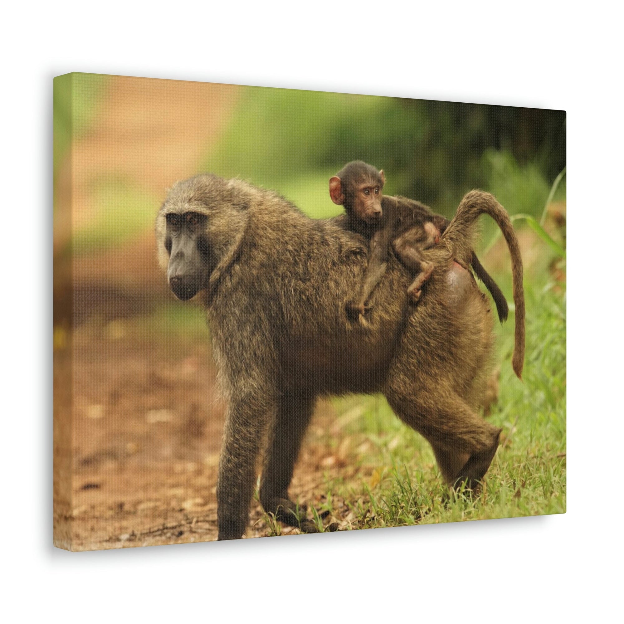 Scripture Walls Baboon Hunting Baboon on Hunt Print Animal Wall Art Wildlife Canvas Prints Wall Art Ready to Hang Unframed-Express Your Love Gifts