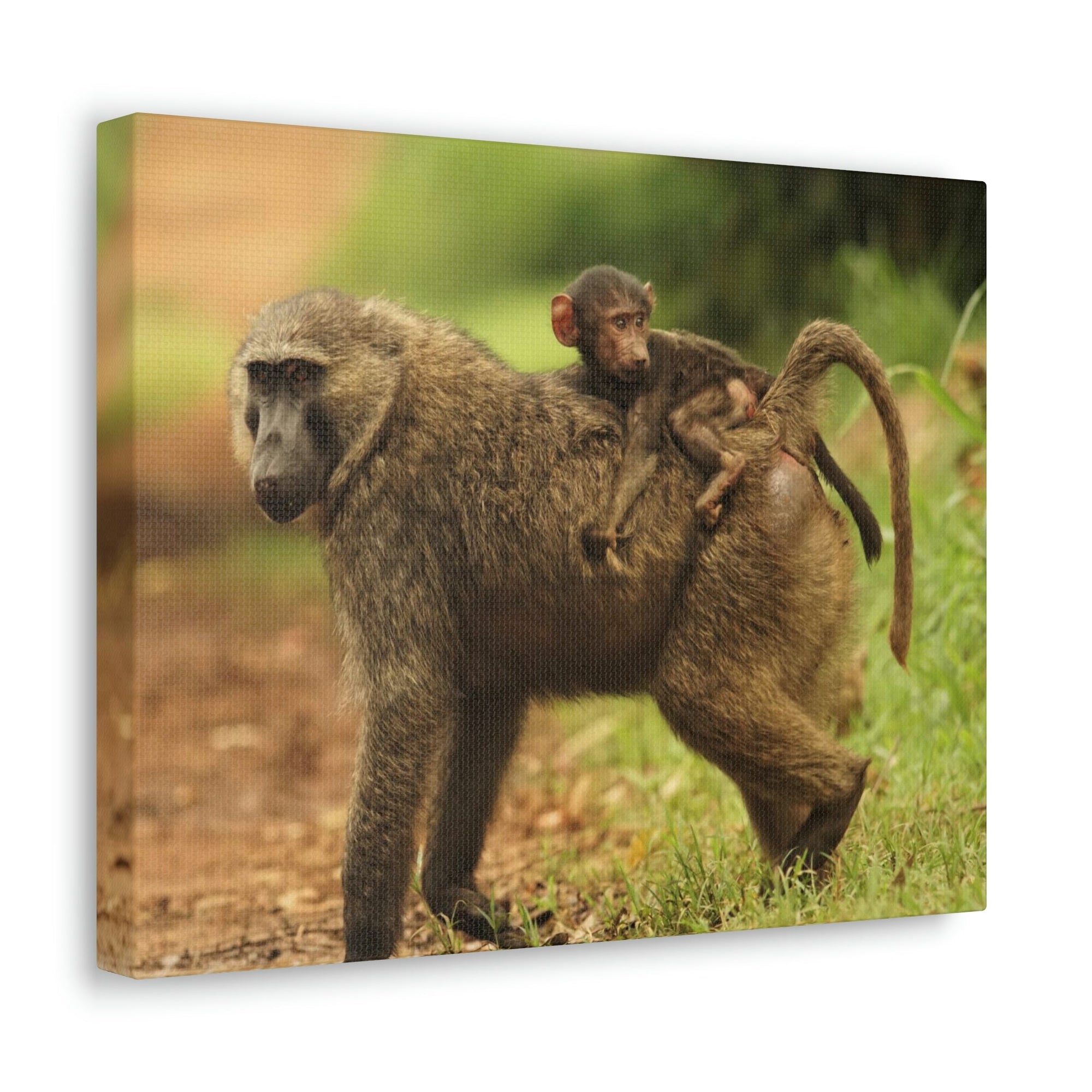 Scripture Walls Baboon Hunting Baboon on Hunt Print Animal Wall Art Wildlife Canvas Prints Wall Art Ready to Hang Unframed-Express Your Love Gifts