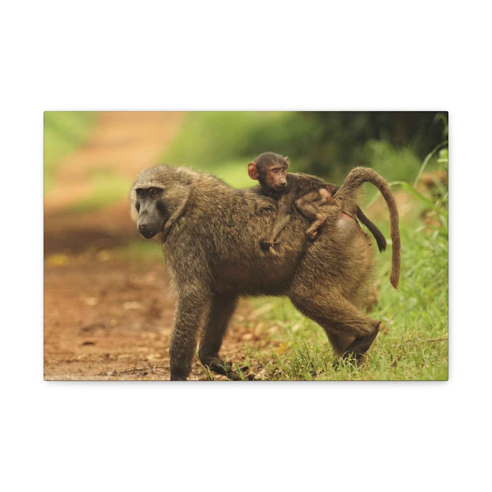 Scripture Walls Baboon Hunting Baboon on Hunt Print Animal Wall Art Wildlife Canvas Prints Wall Art Ready to Hang Unframed-Express Your Love Gifts