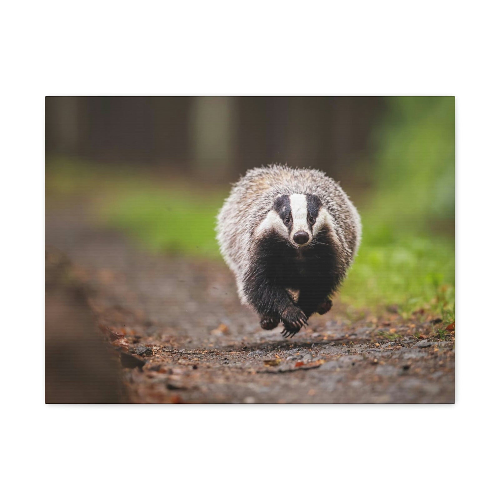 Scripture Walls Badger Hunting Badger on Hunt Print Animal Wall Art Wildlife Canvas Prints Wall Art Ready to Hang Unframed-Express Your Love Gifts