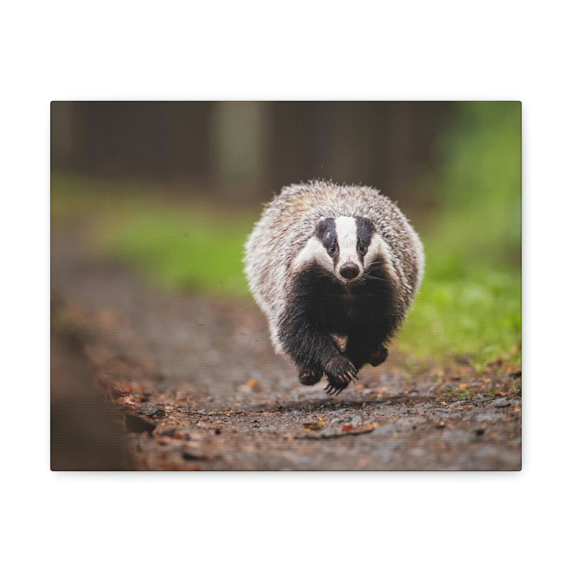 Scripture Walls Badger Hunting Badger on Hunt Print Animal Wall Art Wildlife Canvas Prints Wall Art Ready to Hang Unframed-Express Your Love Gifts