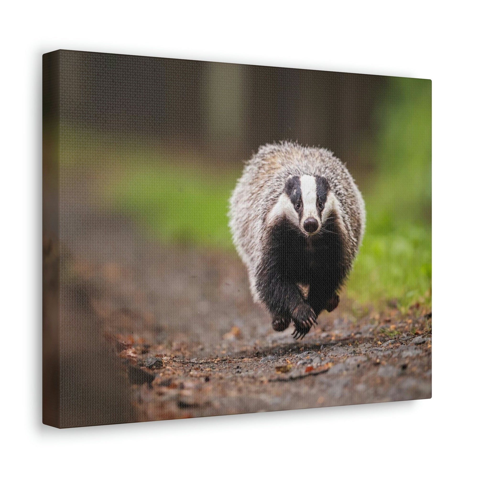 Scripture Walls Badger Hunting Badger on Hunt Print Animal Wall Art Wildlife Canvas Prints Wall Art Ready to Hang Unframed-Express Your Love Gifts