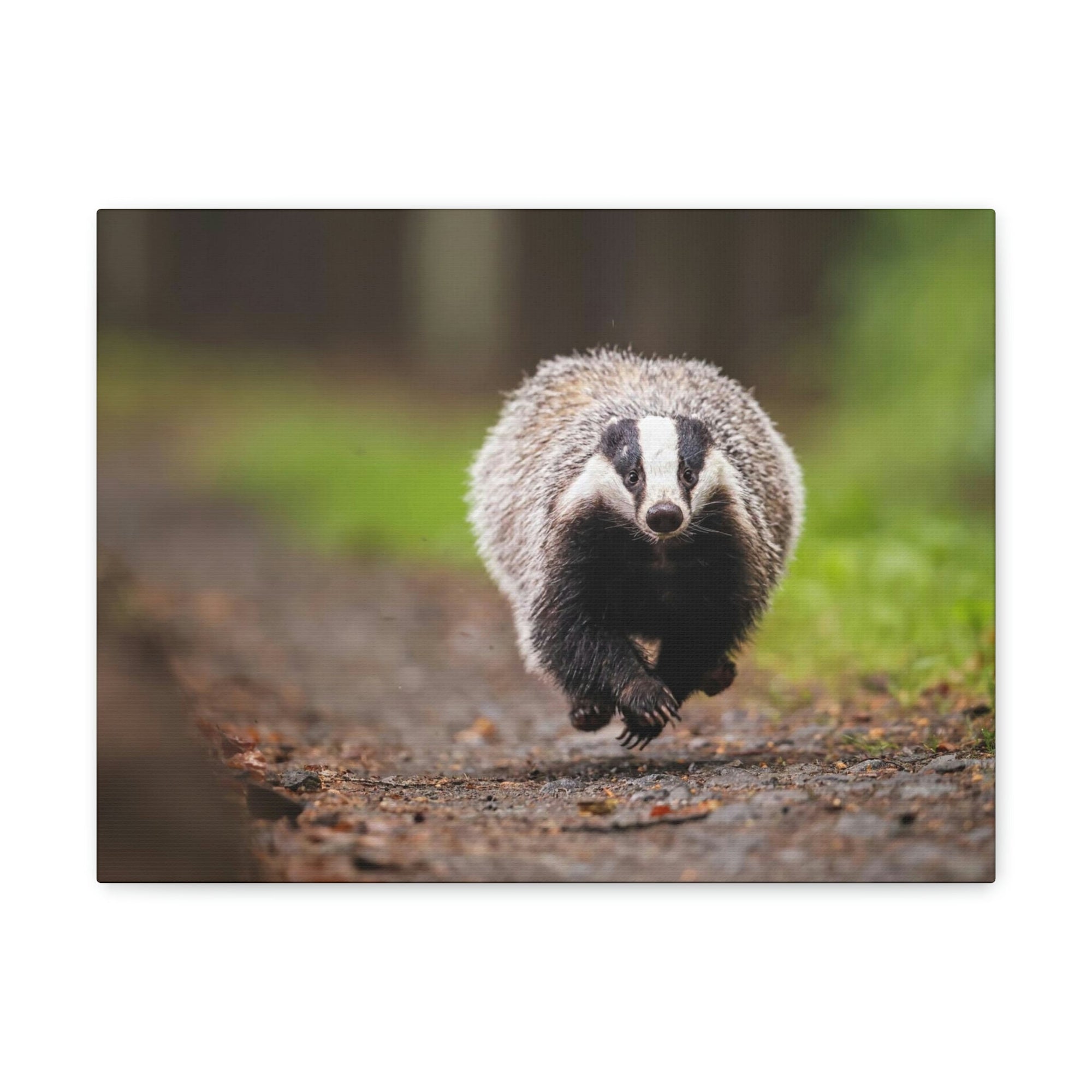 Scripture Walls Badger Hunting Badger on Hunt Print Animal Wall Art Wildlife Canvas Prints Wall Art Ready to Hang Unframed-Express Your Love Gifts