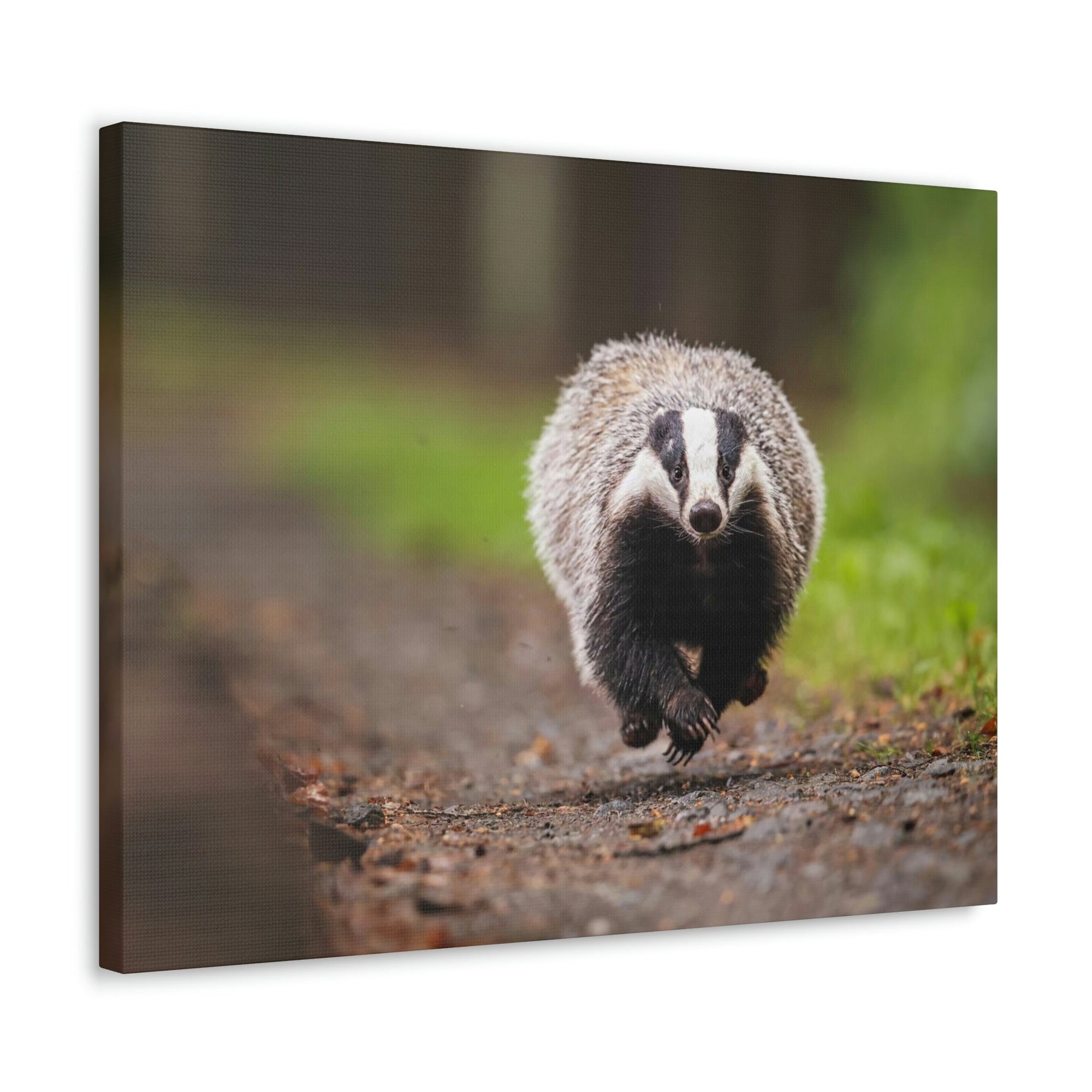 Scripture Walls Badger Hunting Badger on Hunt Print Animal Wall Art Wildlife Canvas Prints Wall Art Ready to Hang Unframed-Express Your Love Gifts