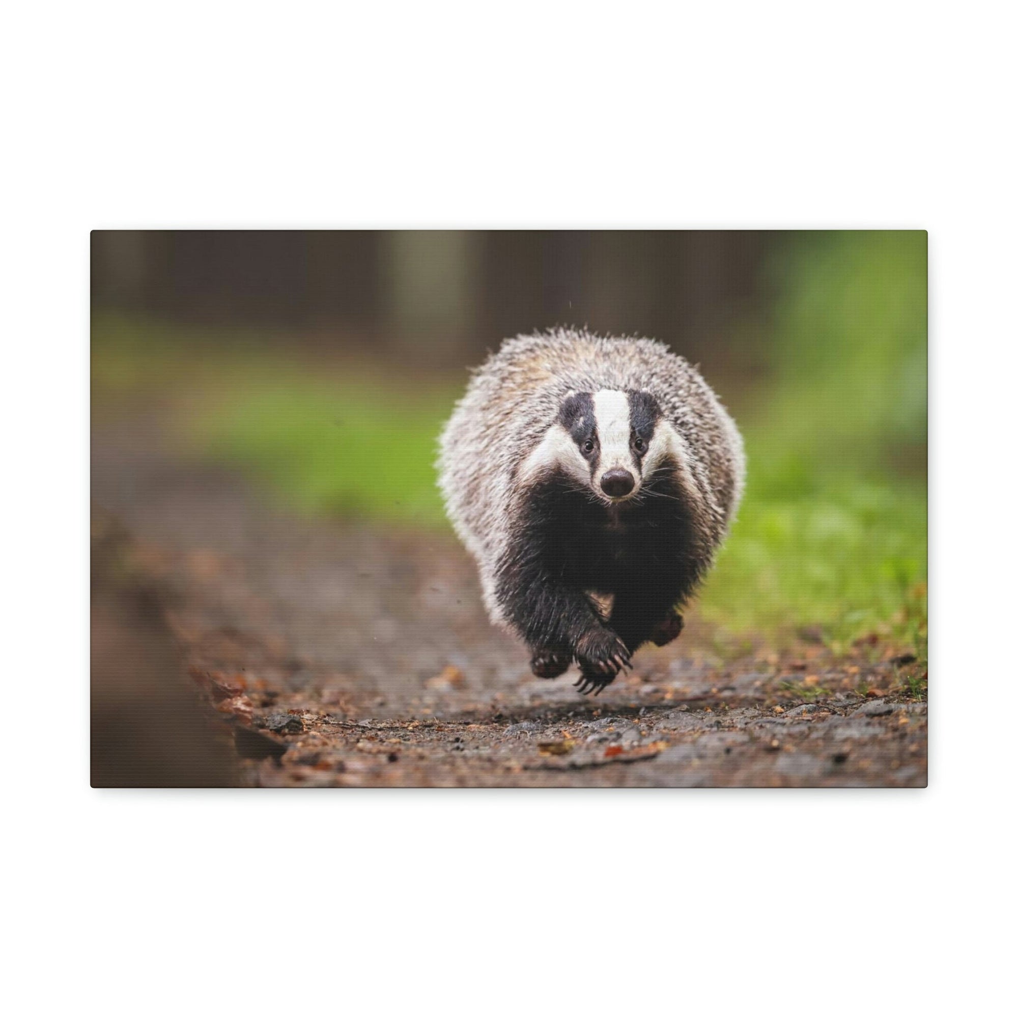 Scripture Walls Badger Hunting Badger on Hunt Print Animal Wall Art Wildlife Canvas Prints Wall Art Ready to Hang Unframed-Express Your Love Gifts