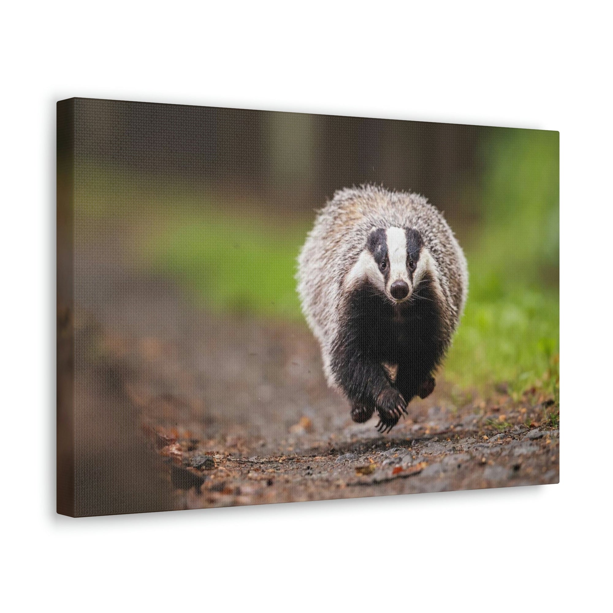 Scripture Walls Badger Hunting Badger on Hunt Print Animal Wall Art Wildlife Canvas Prints Wall Art Ready to Hang Unframed-Express Your Love Gifts