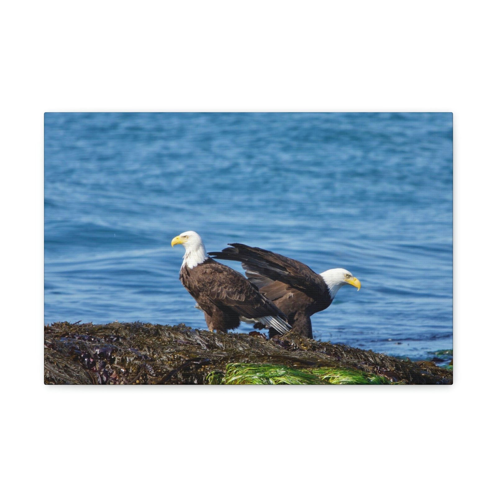 Scripture Walls Bald Eagle Group Bald Eagle Troop Print Animal Wall Art Wildlife Canvas Prints Wall Art Ready to Hang Unframed-Express Your Love Gifts