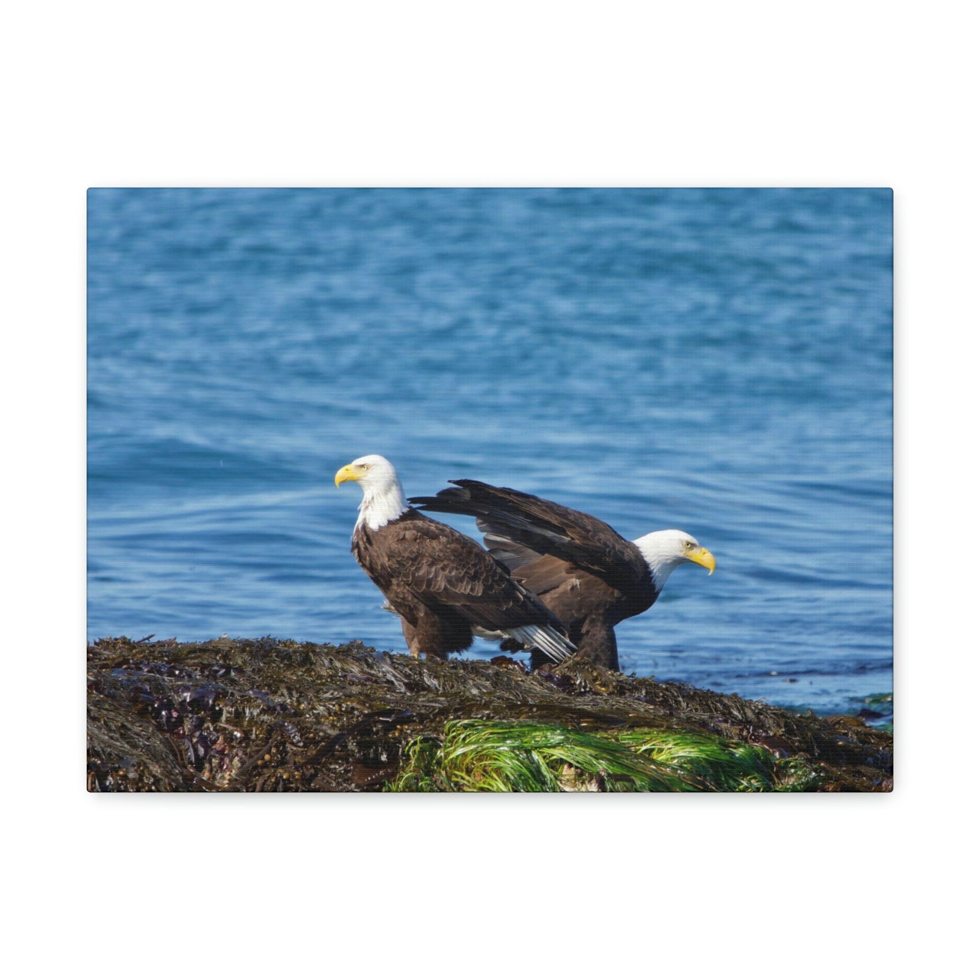 Scripture Walls Bald Eagle Group Bald Eagle Troop Print Animal Wall Art Wildlife Canvas Prints Wall Art Ready to Hang Unframed-Express Your Love Gifts