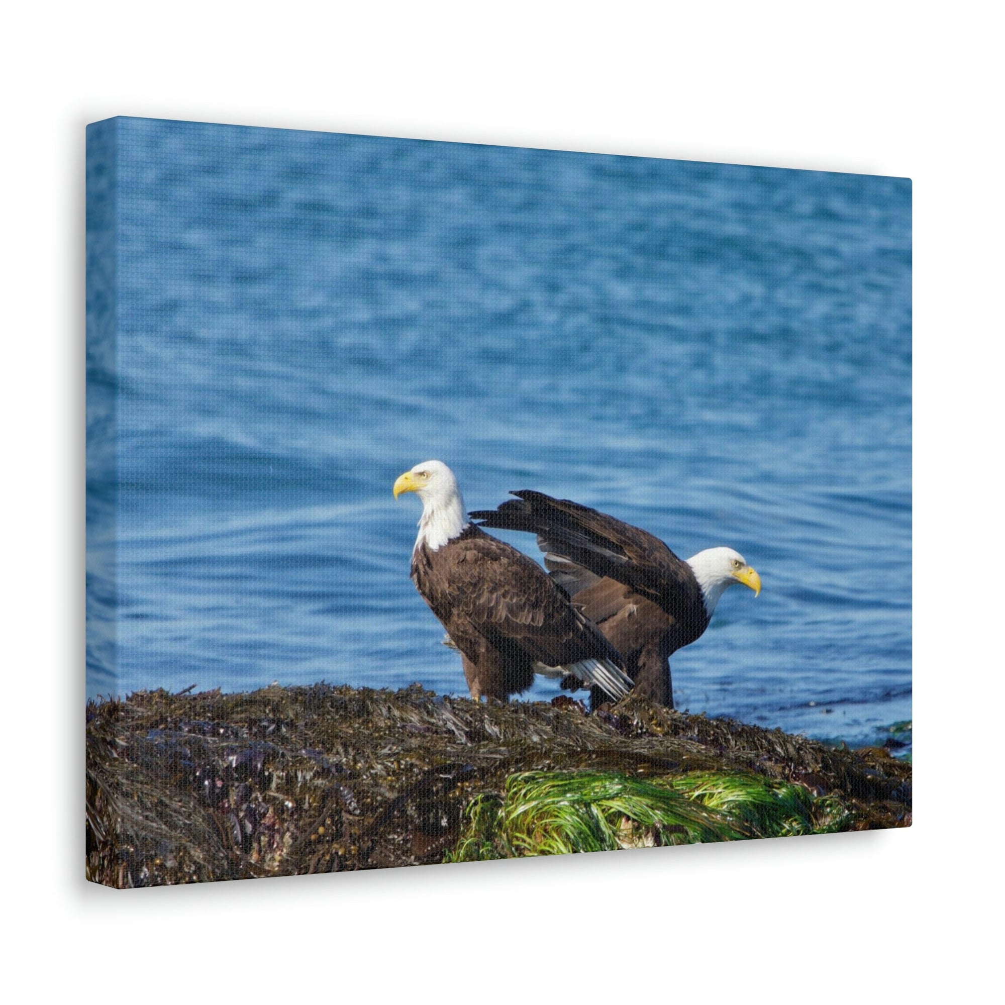 Scripture Walls Bald Eagle Group Bald Eagle Troop Print Animal Wall Art Wildlife Canvas Prints Wall Art Ready to Hang Unframed-Express Your Love Gifts