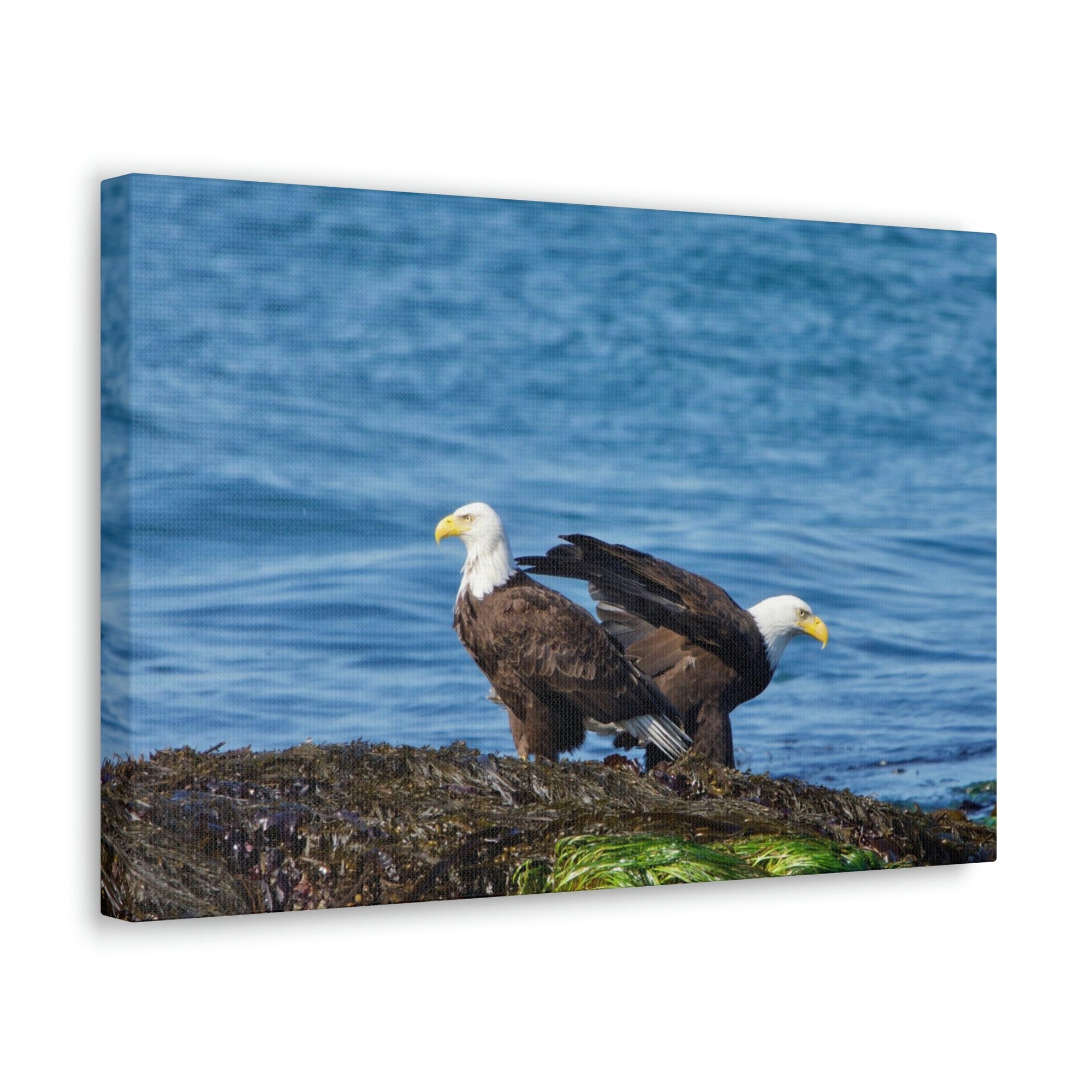 Scripture Walls Bald Eagle Group Bald Eagle Troop Print Animal Wall Art Wildlife Canvas Prints Wall Art Ready to Hang Unframed-Express Your Love Gifts