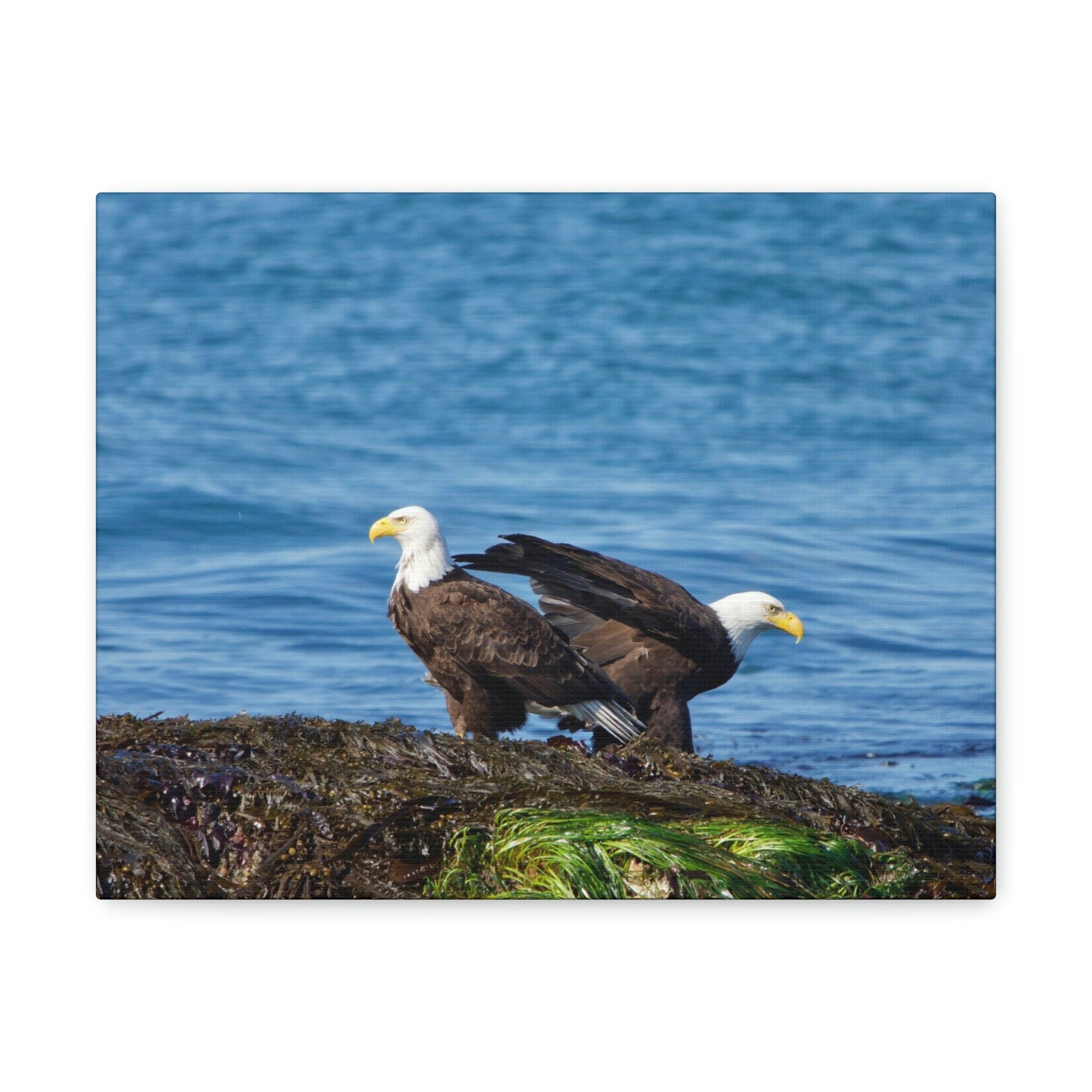 Scripture Walls Bald Eagle Group Bald Eagle Troop Print Animal Wall Art Wildlife Canvas Prints Wall Art Ready to Hang Unframed-Express Your Love Gifts