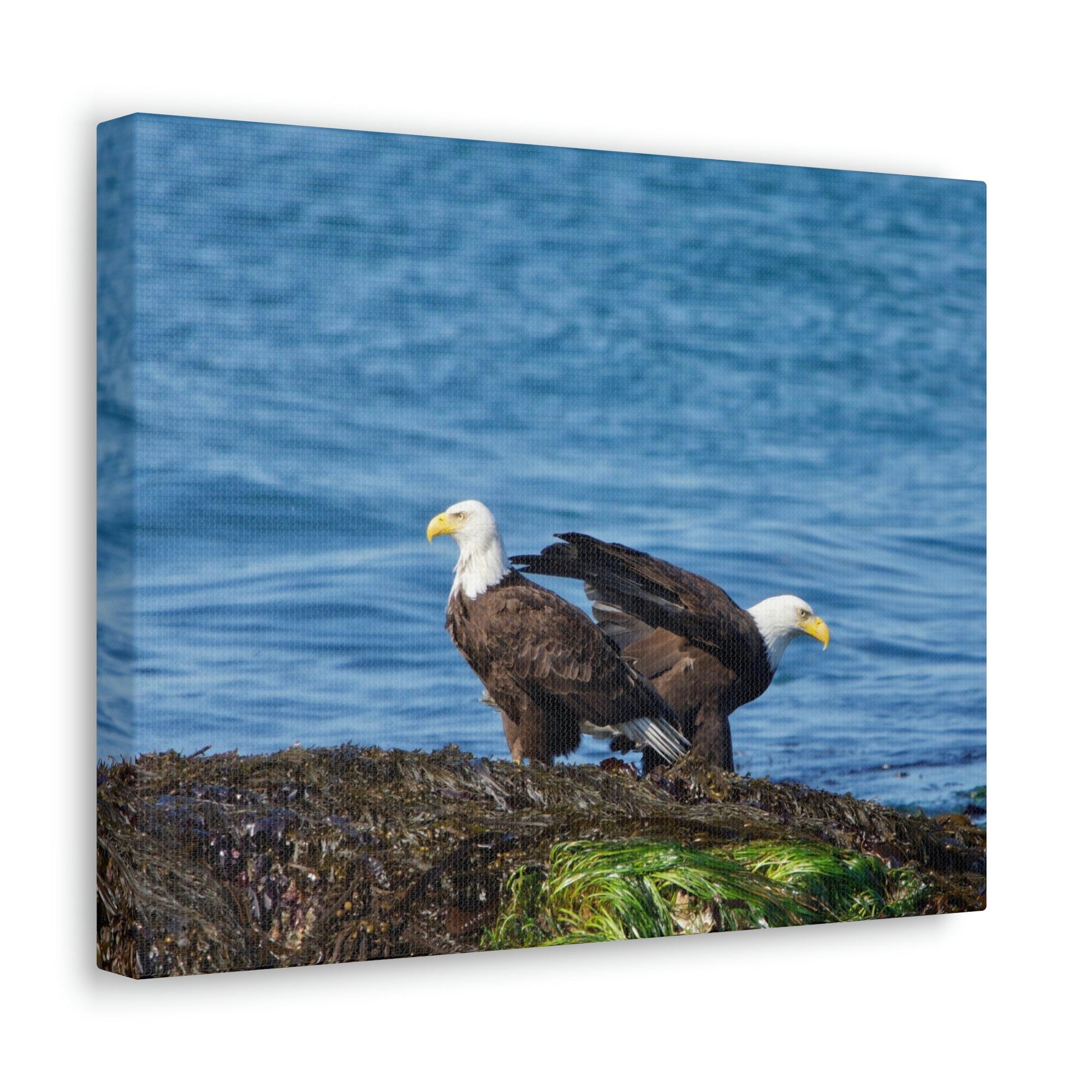 Scripture Walls Bald Eagle Group Bald Eagle Troop Print Animal Wall Art Wildlife Canvas Prints Wall Art Ready to Hang Unframed-Express Your Love Gifts