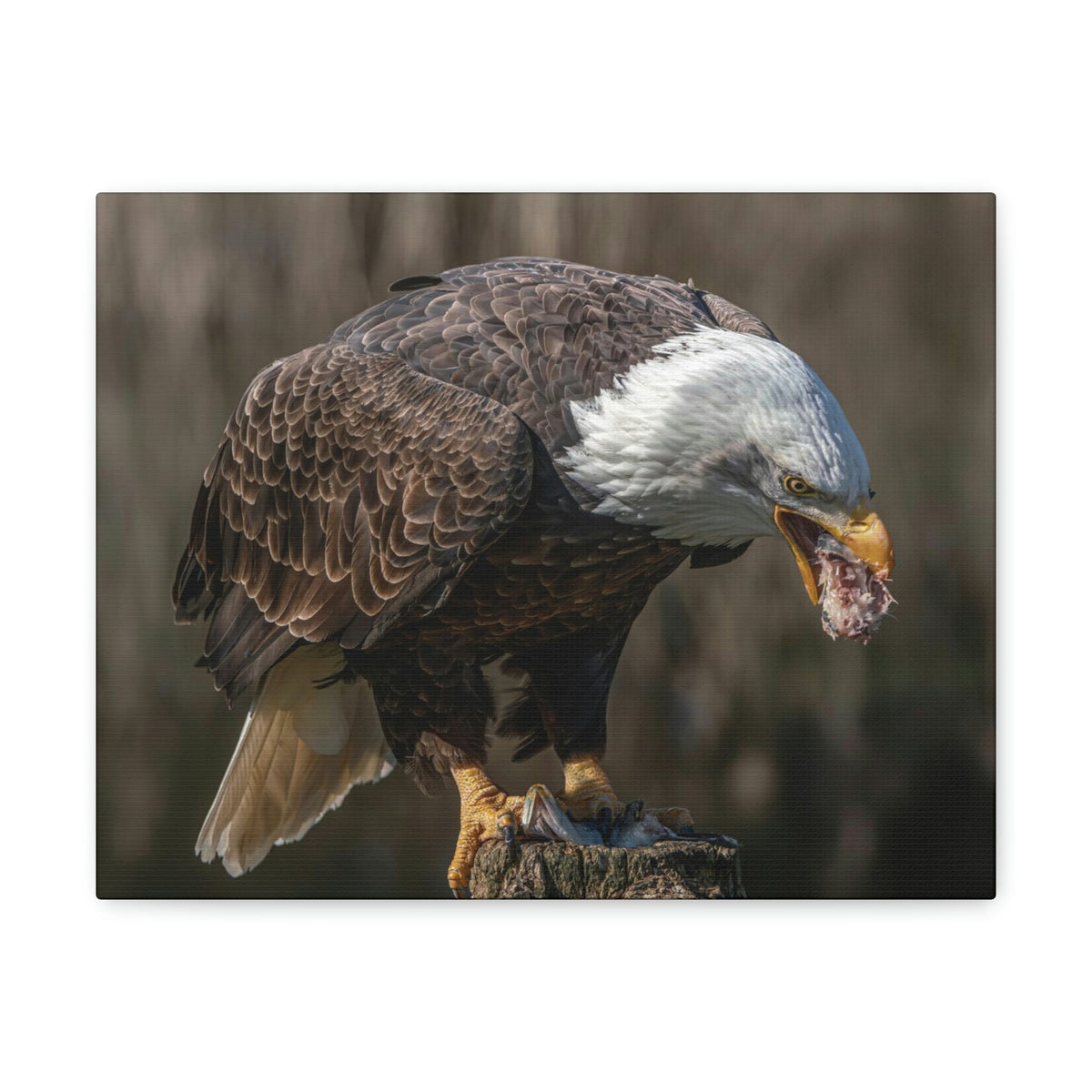 Scripture Walls Bald Eagle Hunting Bald Eagle on Hunt Print Animal Wall Art Wildlife Canvas Prints Wall Art Ready to Hang Unframed-Express Your Love Gifts