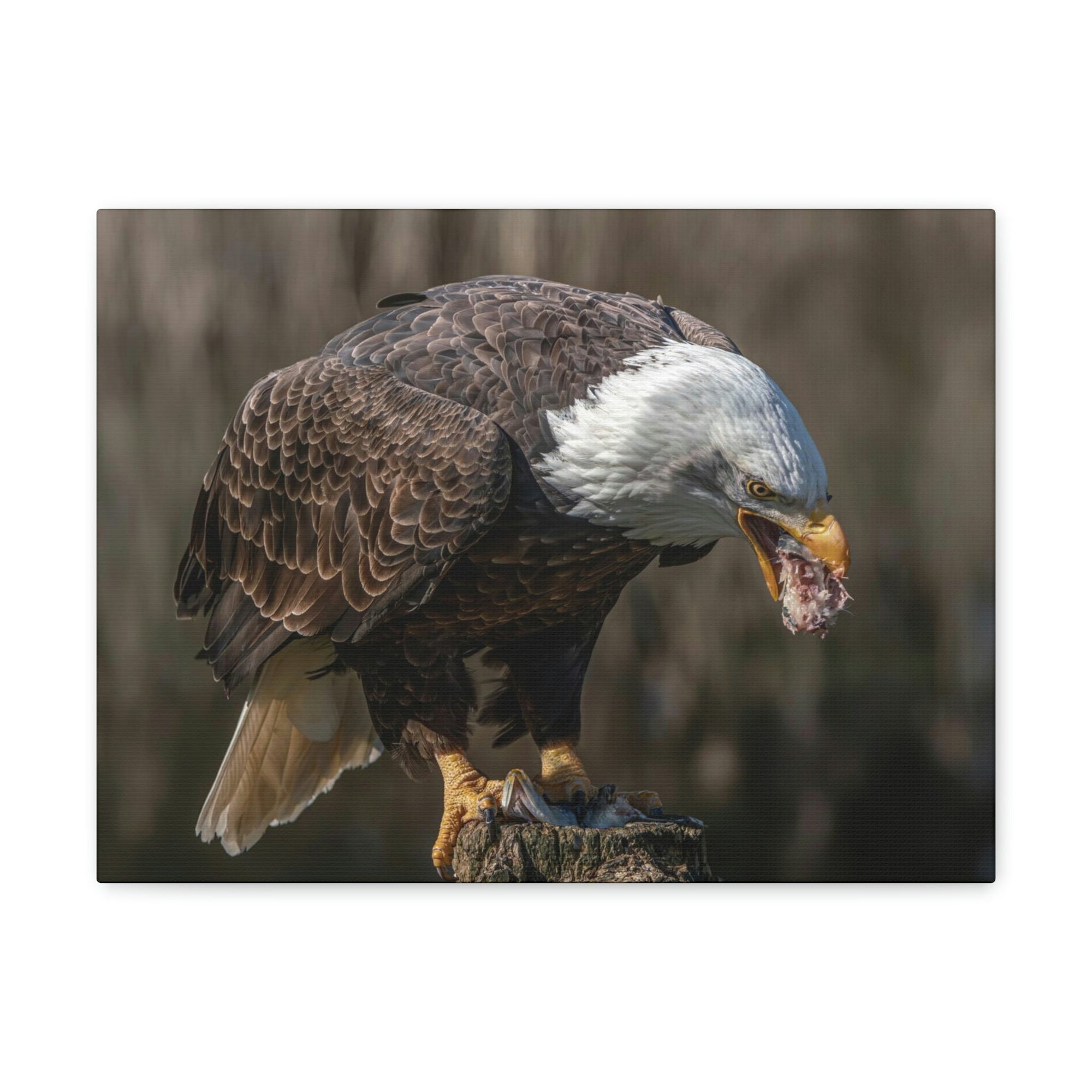 Scripture Walls Bald Eagle Hunting Bald Eagle on Hunt Print Animal Wall Art Wildlife Canvas Prints Wall Art Ready to Hang Unframed-Express Your Love Gifts