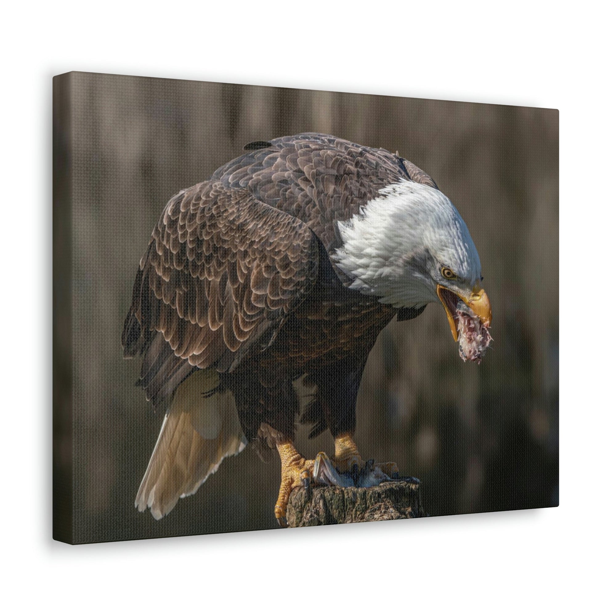 Scripture Walls Bald Eagle Hunting Bald Eagle on Hunt Print Animal Wall Art Wildlife Canvas Prints Wall Art Ready to Hang Unframed-Express Your Love Gifts