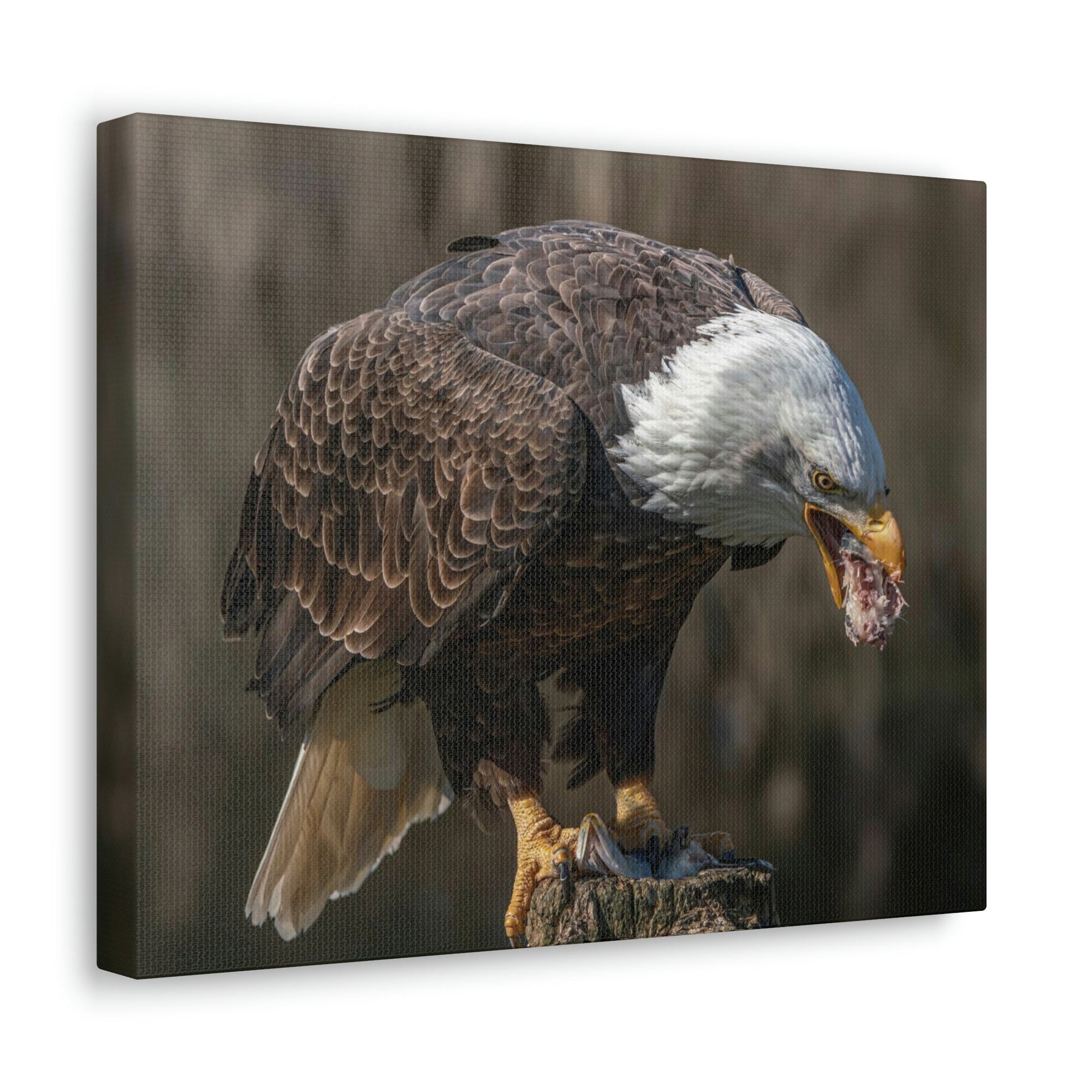 Scripture Walls Bald Eagle Hunting Bald Eagle on Hunt Print Animal Wall Art Wildlife Canvas Prints Wall Art Ready to Hang Unframed-Express Your Love Gifts