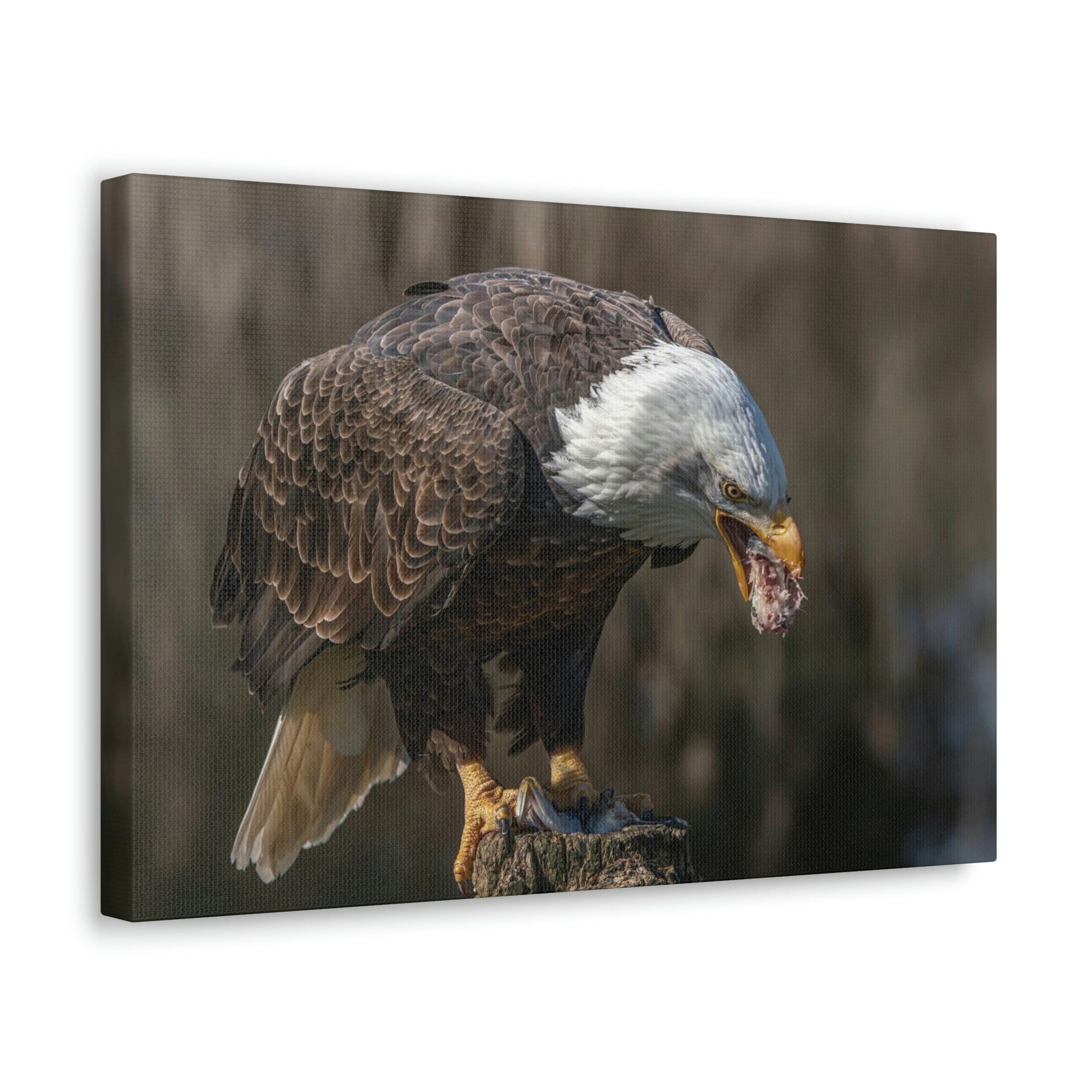 Scripture Walls Bald Eagle Hunting Bald Eagle on Hunt Print Animal Wall Art Wildlife Canvas Prints Wall Art Ready to Hang Unframed-Express Your Love Gifts