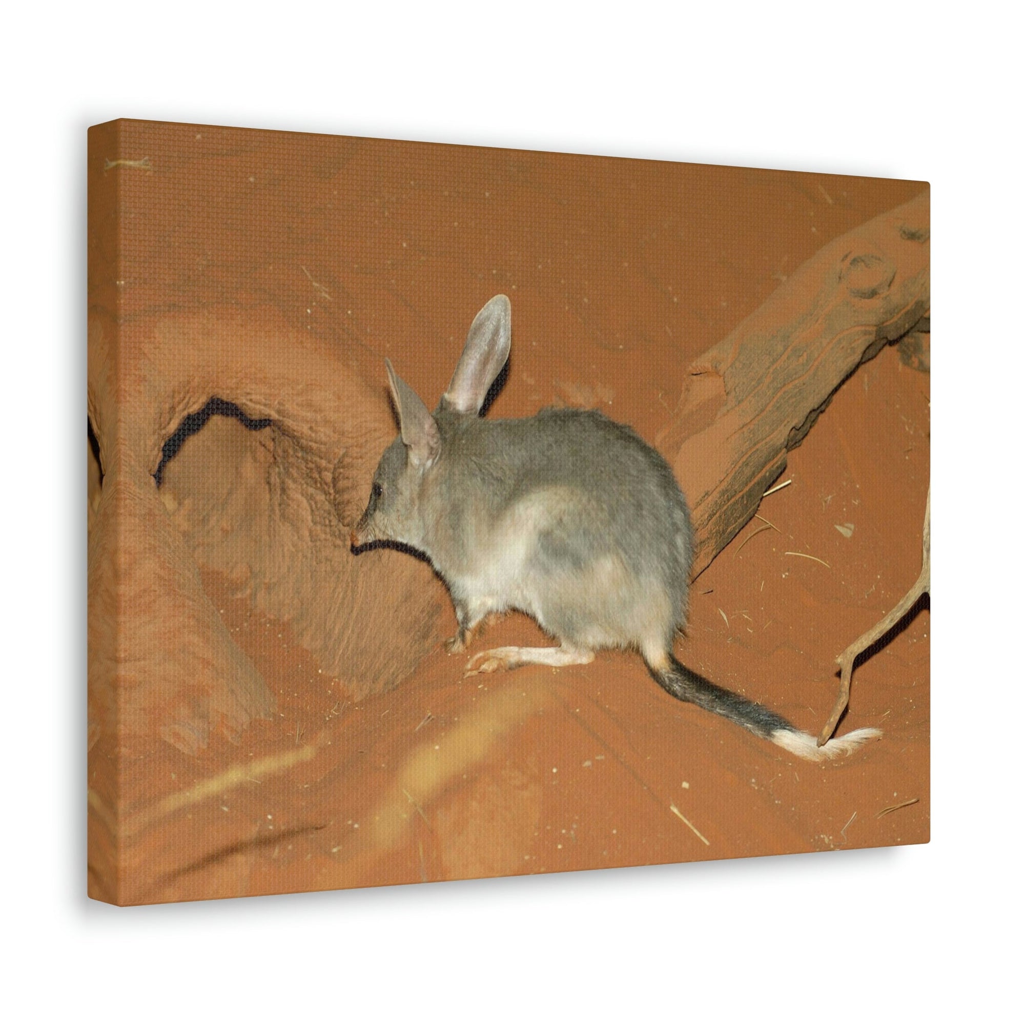 Scripture Walls Bandicoot Hiding Print Animal Wall Art Wildlife Canvas Prints Wall Art Ready to Hang Unframed-Express Your Love Gifts