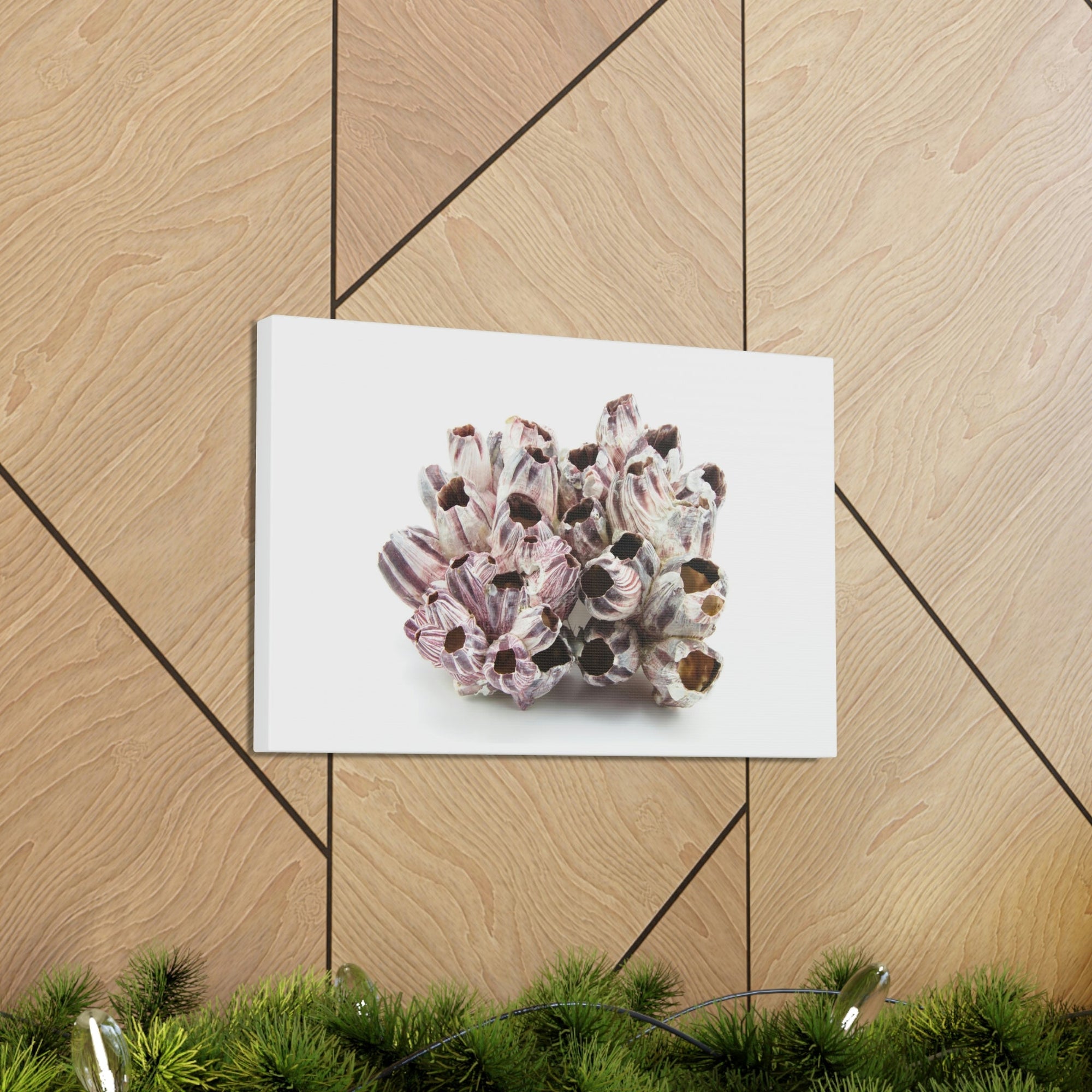 Barnacle Seashell Isolated on White Background Inside Wall Art Ready to Hang Unframed-Express Your Love Gifts