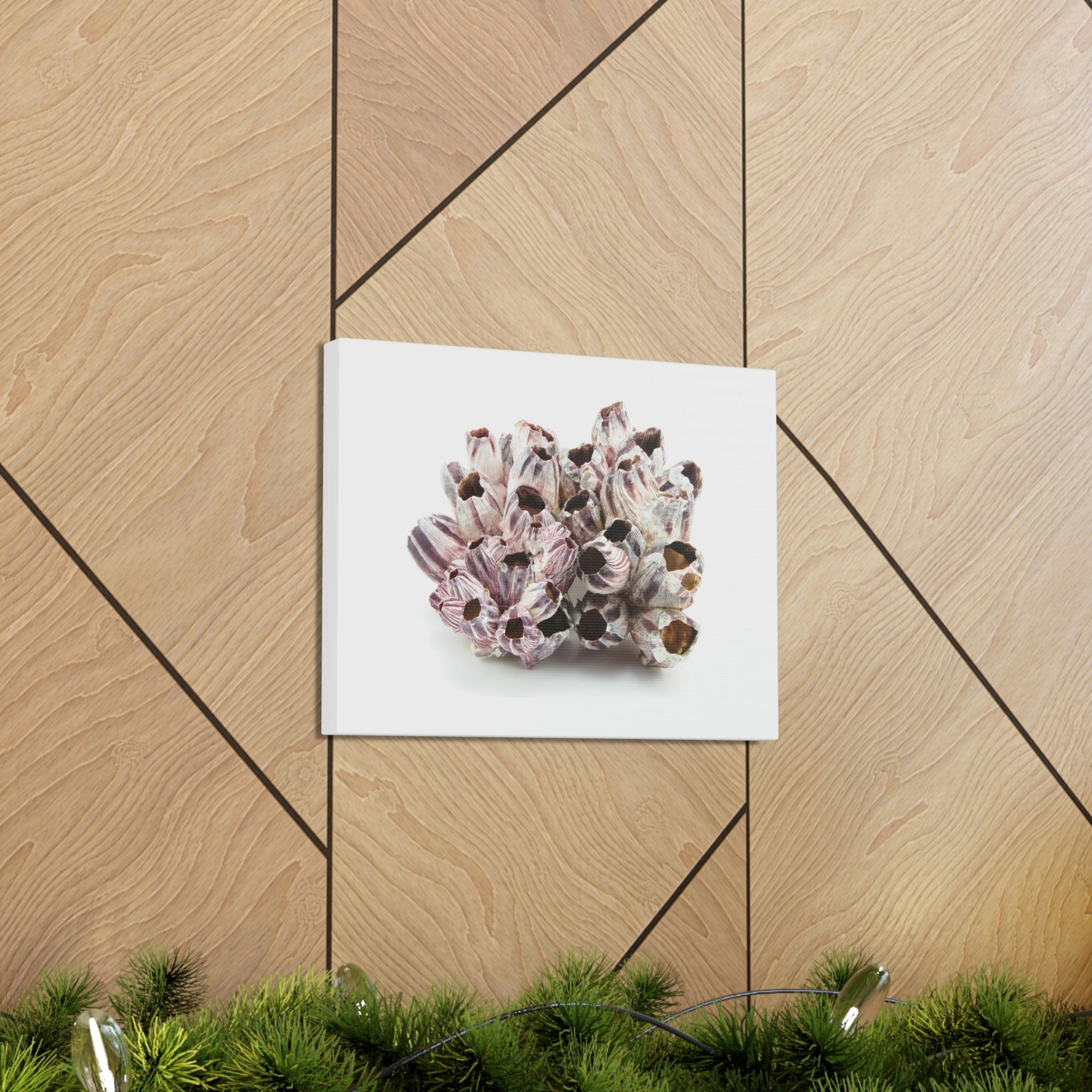 Barnacle Seashell Isolated on White Background Inside Wall Art Ready to Hang Unframed-Express Your Love Gifts