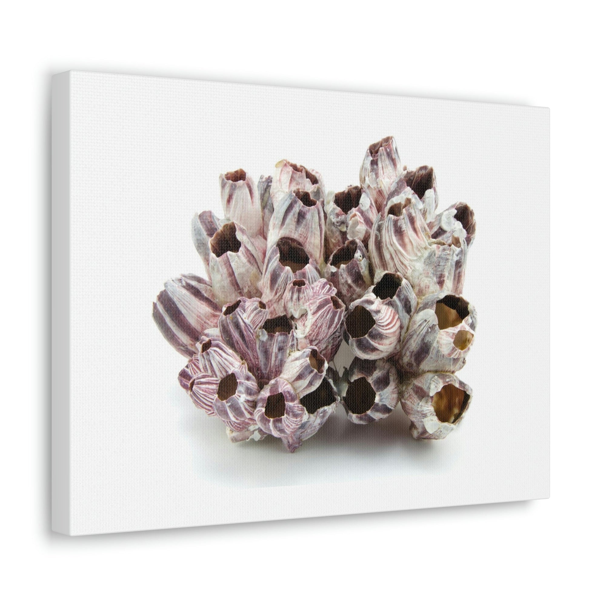 Barnacle Seashell Isolated on White Background Inside Wall Art Ready to Hang Unframed-Express Your Love Gifts