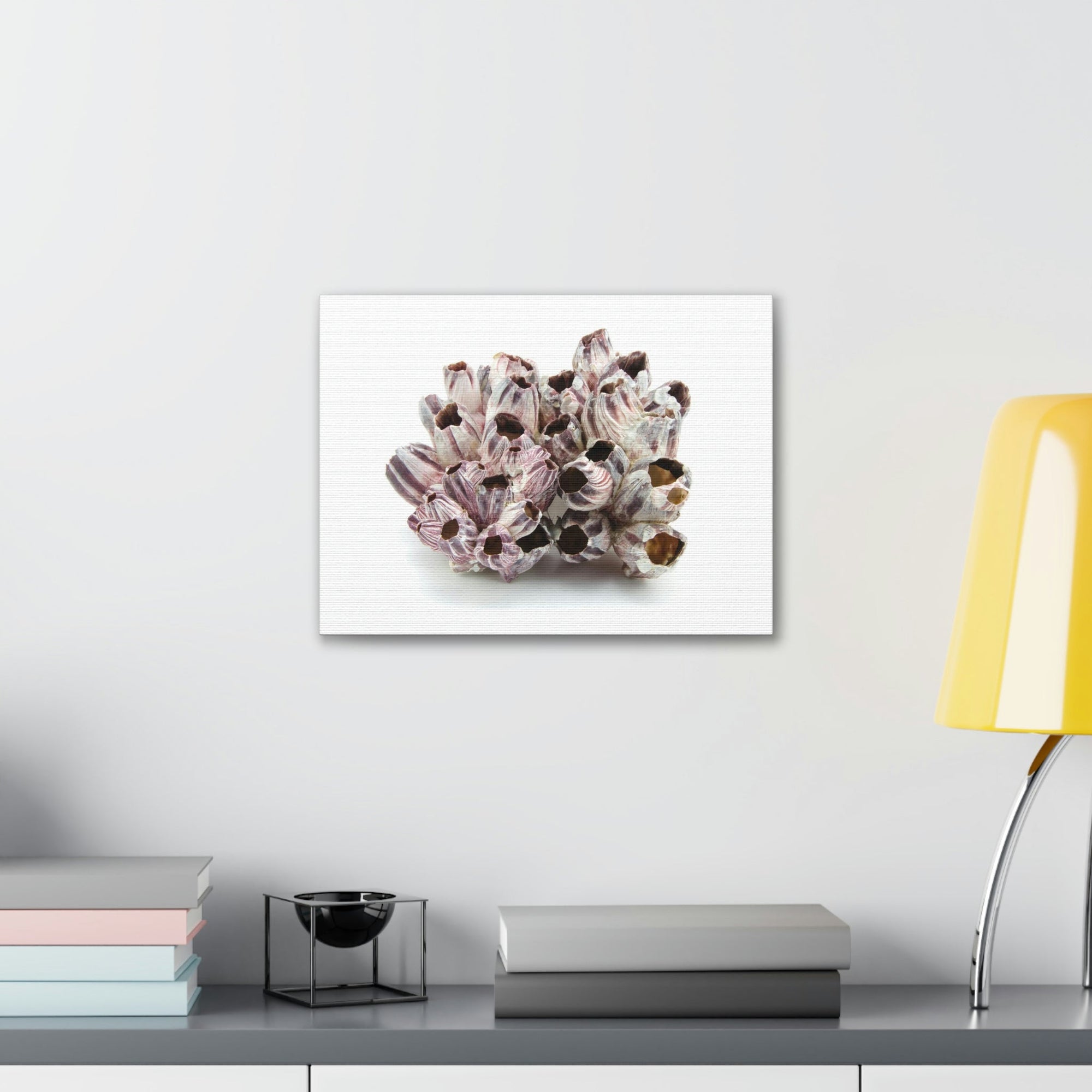 Barnacle Seashell Isolated on White Background Inside Wall Art Ready to Hang Unframed-Express Your Love Gifts