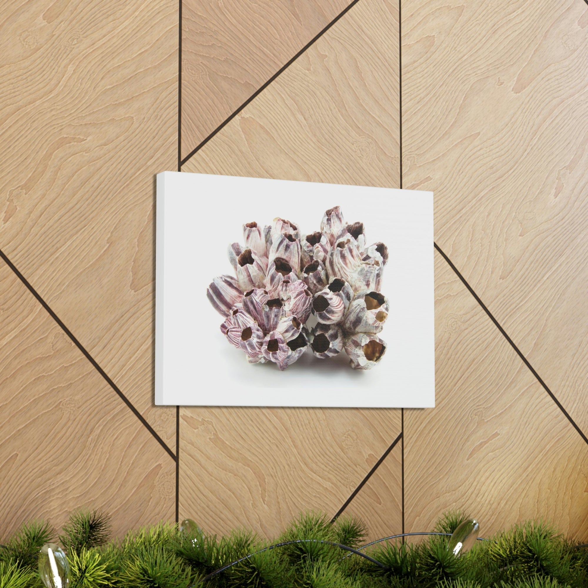 Barnacle Seashell Isolated on White Background Inside Wall Art Ready to Hang Unframed-Express Your Love Gifts