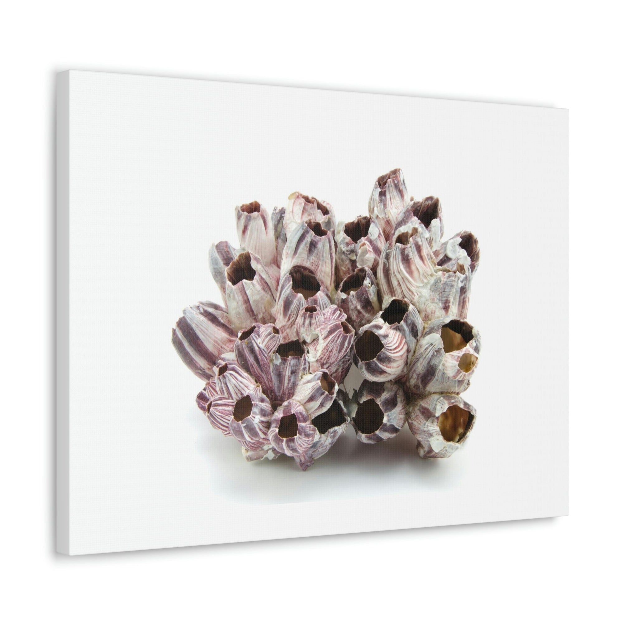 Barnacle Seashell Isolated on White Background Inside Wall Art Ready to Hang Unframed-Express Your Love Gifts