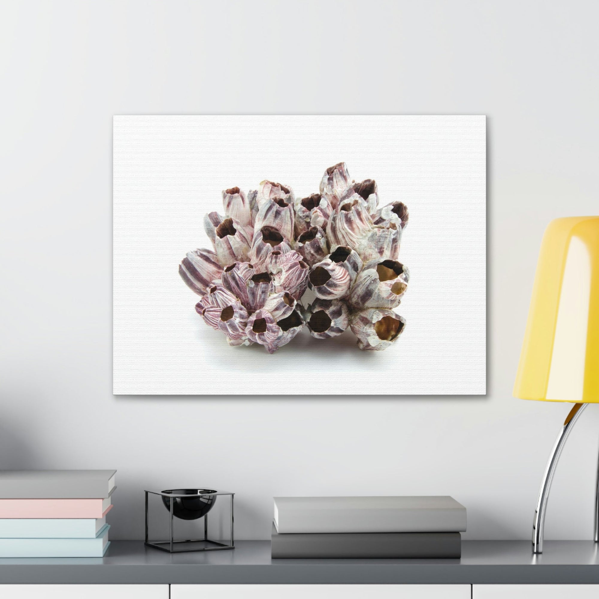 Barnacle Seashell Isolated on White Background Inside Wall Art Ready to Hang Unframed-Express Your Love Gifts