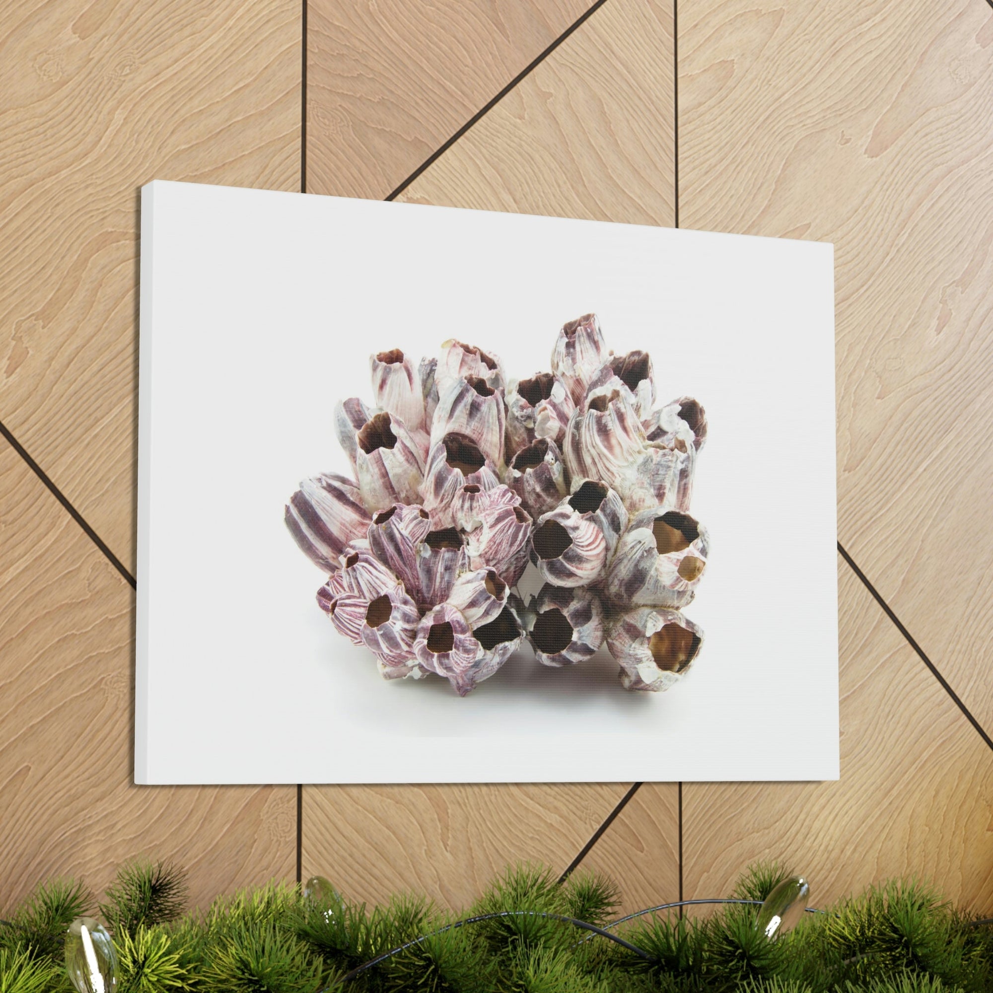 Barnacle Seashell Isolated on White Background Inside Wall Art Ready to Hang Unframed-Express Your Love Gifts