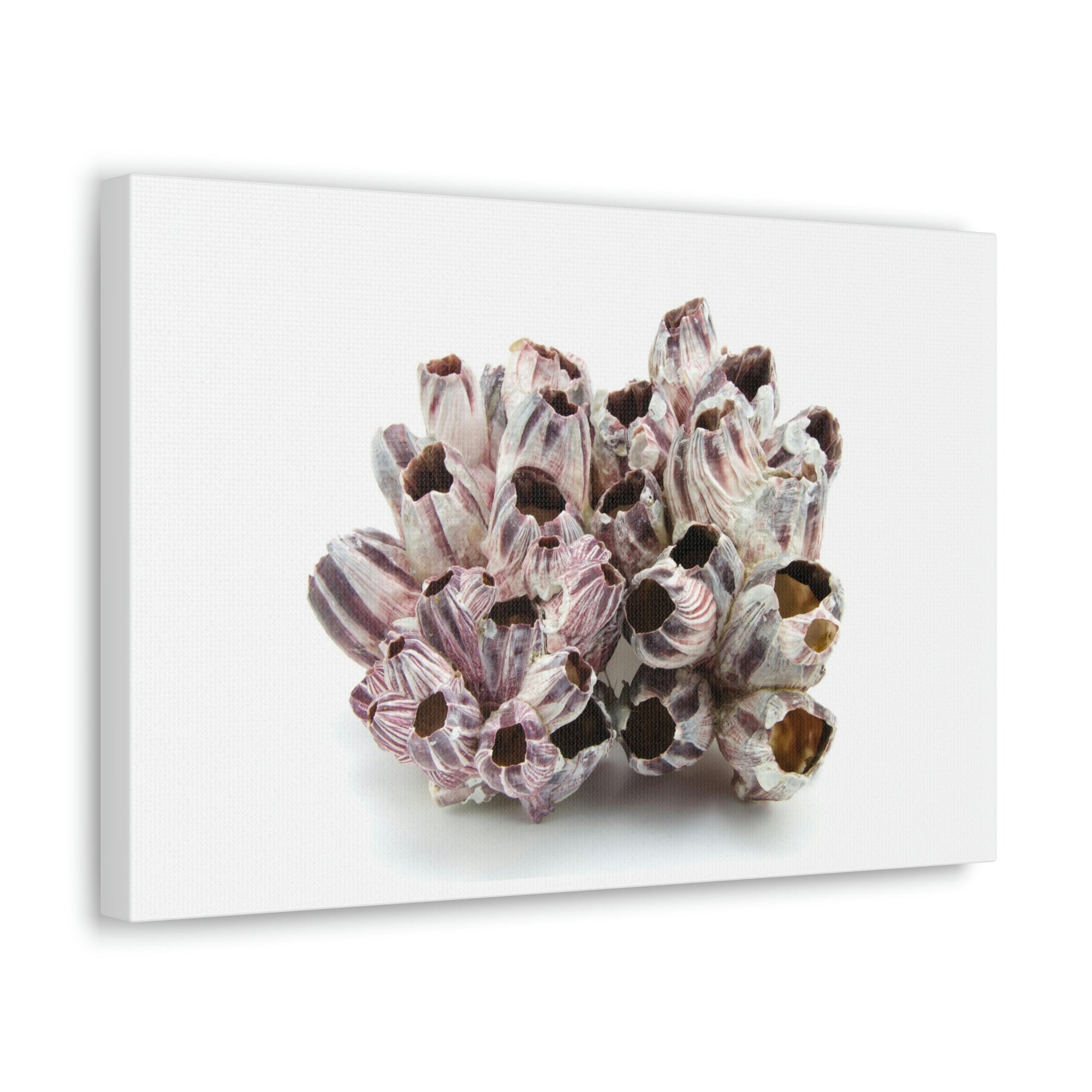 Barnacle Seashell Isolated on White Background Inside Wall Art Ready to Hang Unframed-Express Your Love Gifts