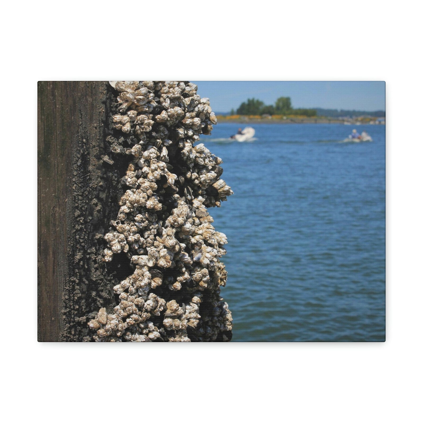 Scripture Walls Barnacles on Pier With Water Behind Print Animal Wall Art Wildlife Canvas Prints Wall Art Ready to Hang Unframed-Express Your Love Gifts