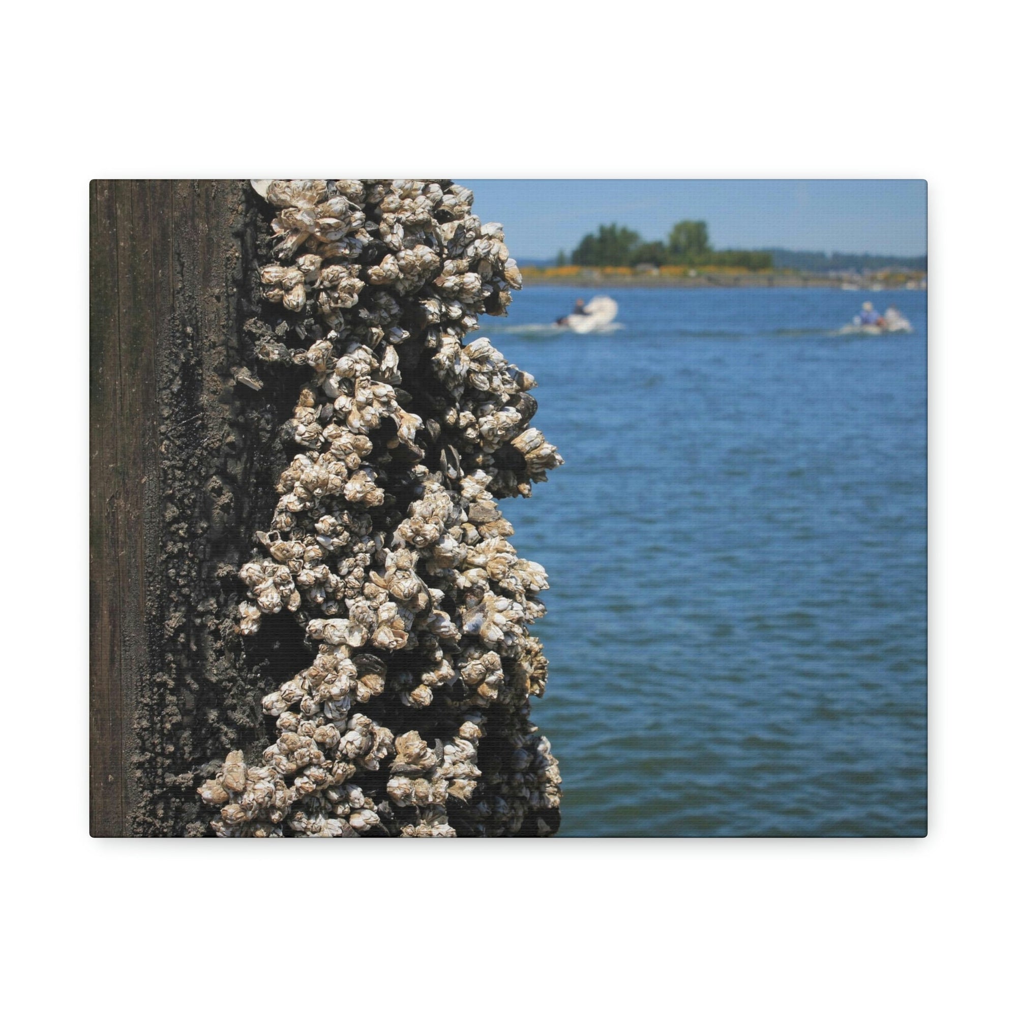 Scripture Walls Barnacles on Pier With Water Behind Print Animal Wall Art Wildlife Canvas Prints Wall Art Ready to Hang Unframed-Express Your Love Gifts