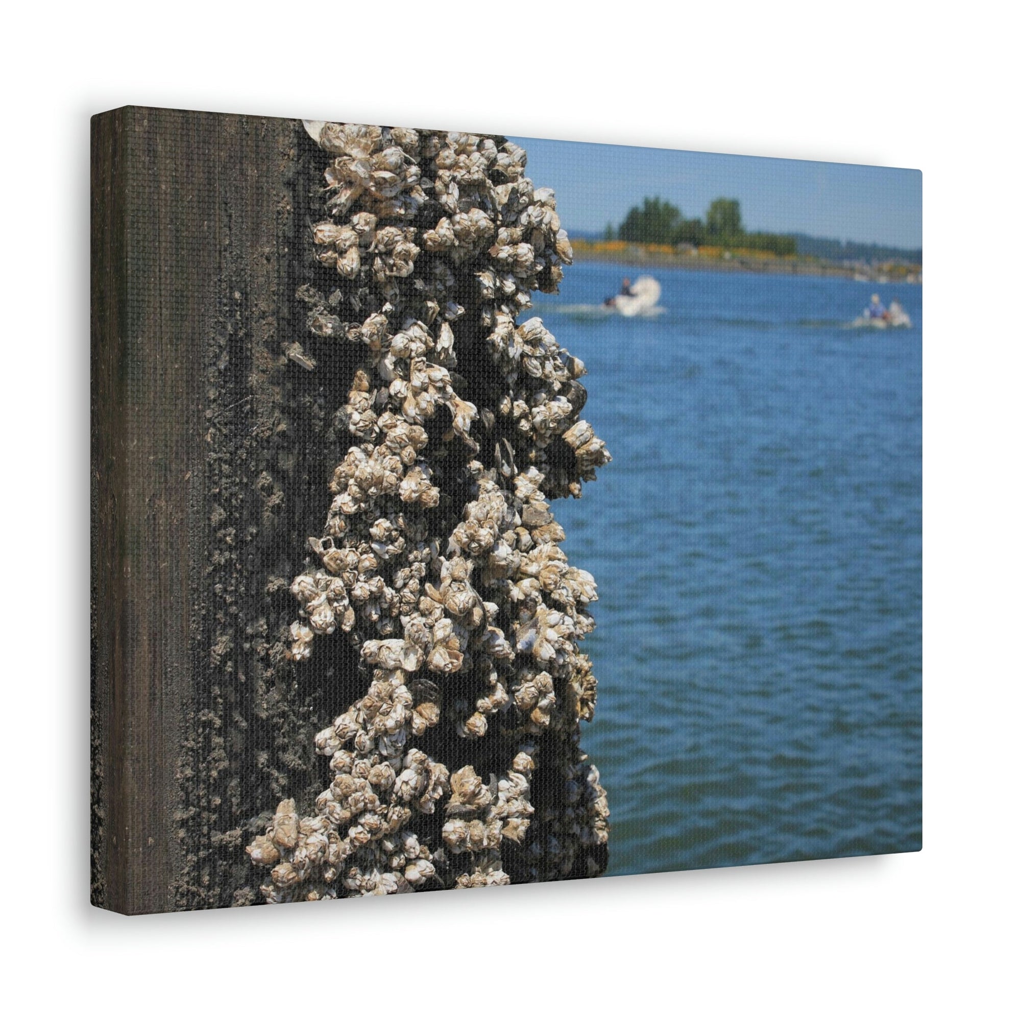 Scripture Walls Barnacles on Pier With Water Behind Print Animal Wall Art Wildlife Canvas Prints Wall Art Ready to Hang Unframed-Express Your Love Gifts