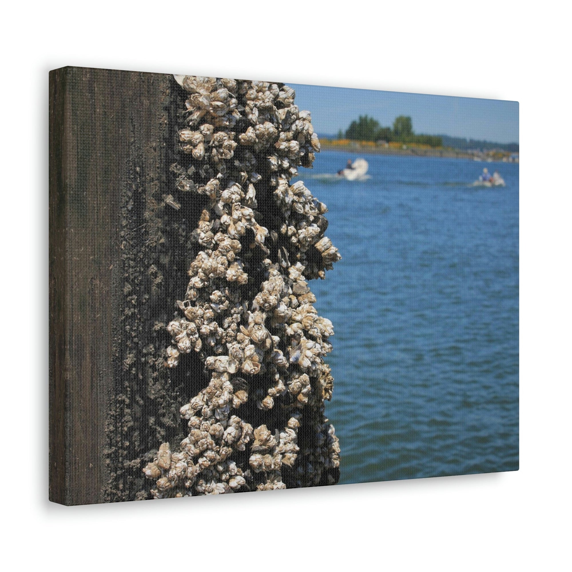 Scripture Walls Barnacles on Pier With Water Behind Print Animal Wall Art Wildlife Canvas Prints Wall Art Ready to Hang Unframed-Express Your Love Gifts