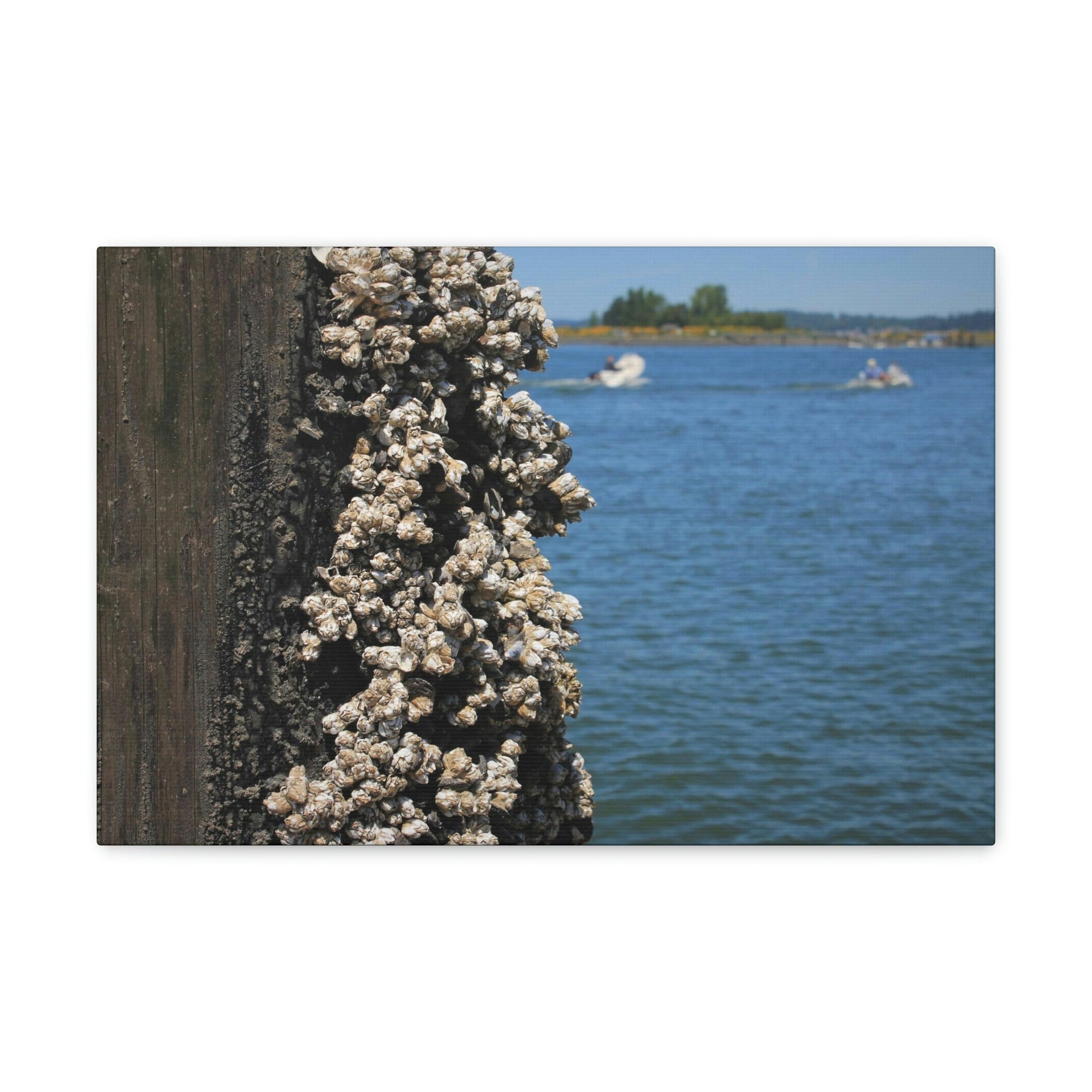 Scripture Walls Barnacles on Pier With Water Behind Print Animal Wall Art Wildlife Canvas Prints Wall Art Ready to Hang Unframed-Express Your Love Gifts