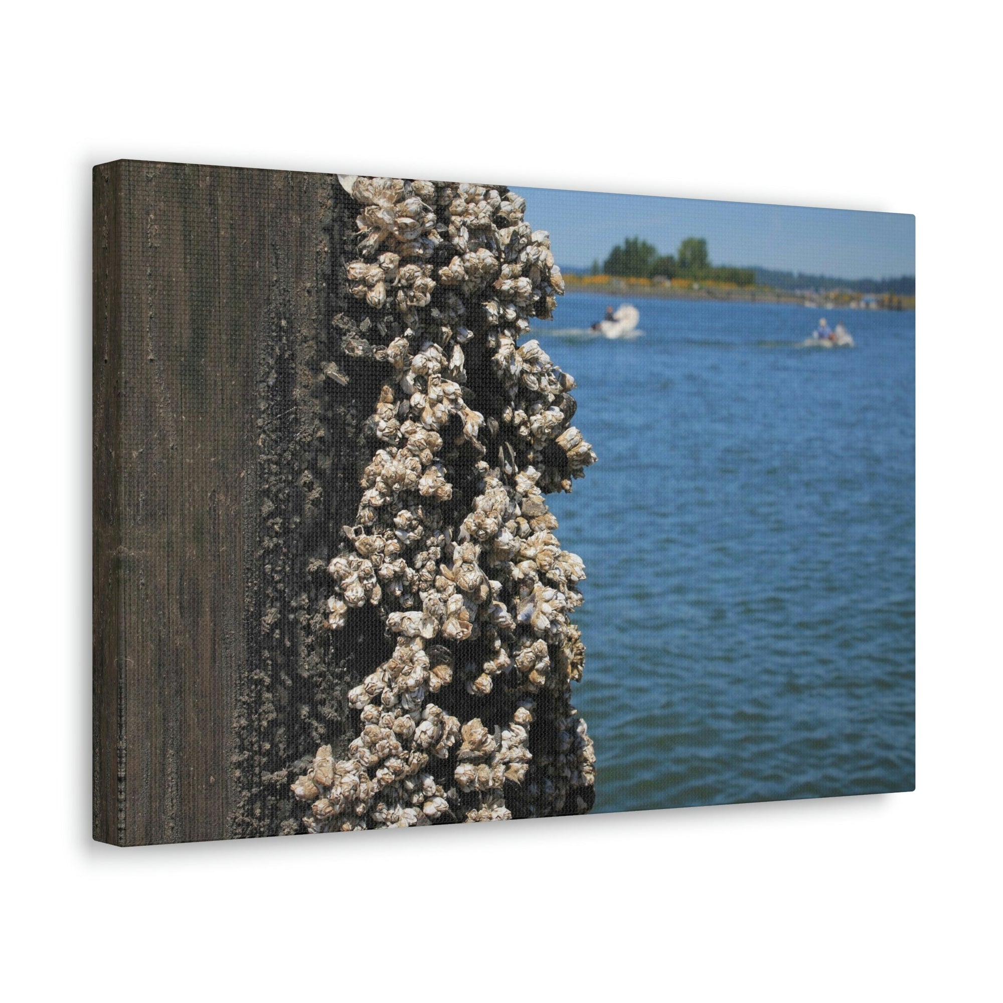 Scripture Walls Barnacles on Pier With Water Behind Print Animal Wall Art Wildlife Canvas Prints Wall Art Ready to Hang Unframed-Express Your Love Gifts