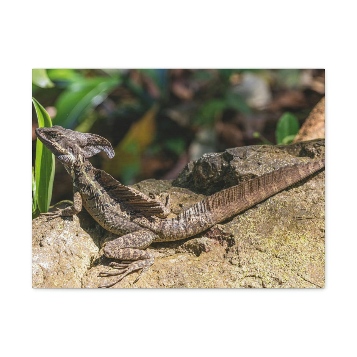 Scripture Walls Basilisk Hunting Basilisk on Hunt Print Animal Wall Art Wildlife Canvas Prints Wall Art Ready to Hang Unframed-Express Your Love Gifts