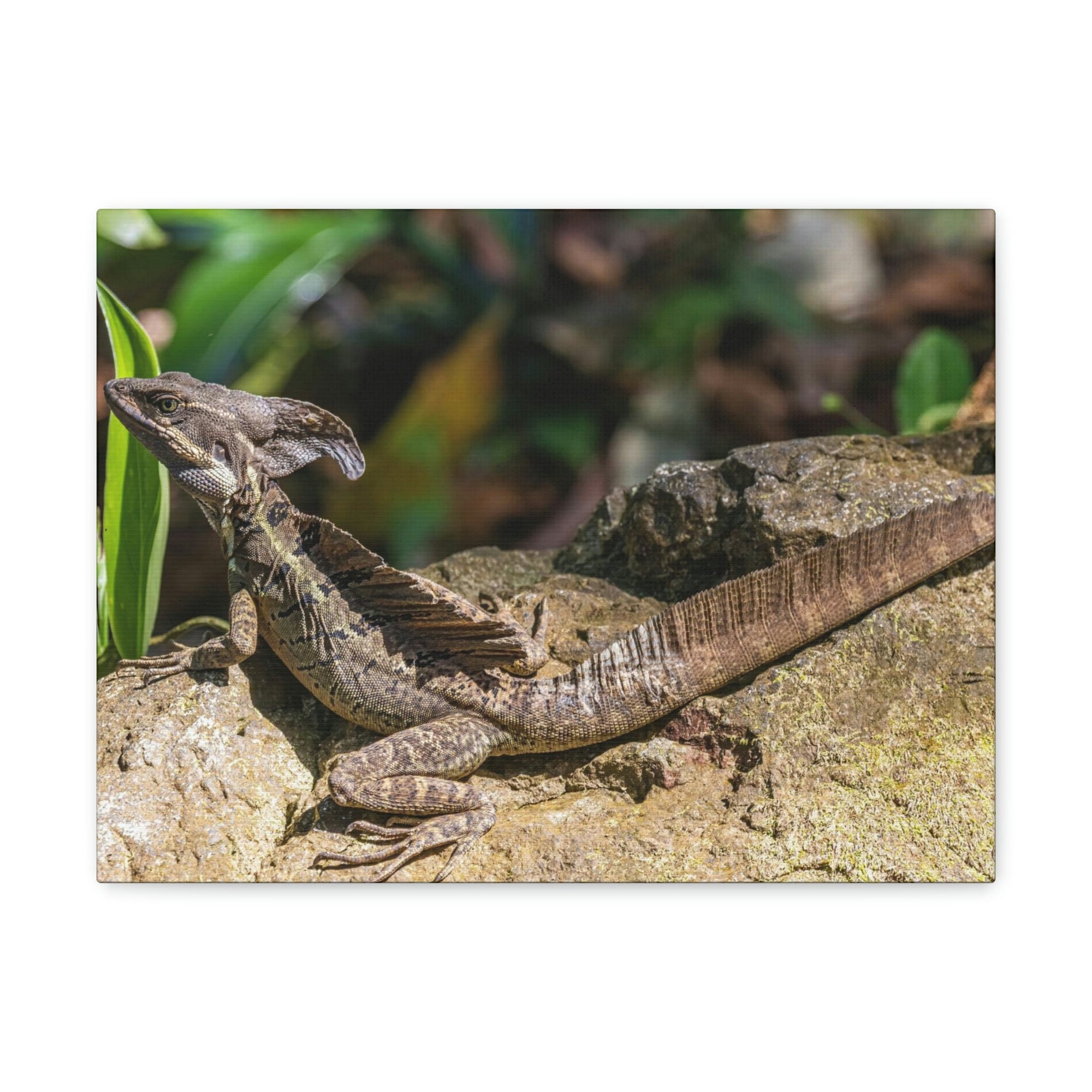 Scripture Walls Basilisk Hunting Basilisk on Hunt Print Animal Wall Art Wildlife Canvas Prints Wall Art Ready to Hang Unframed-Express Your Love Gifts