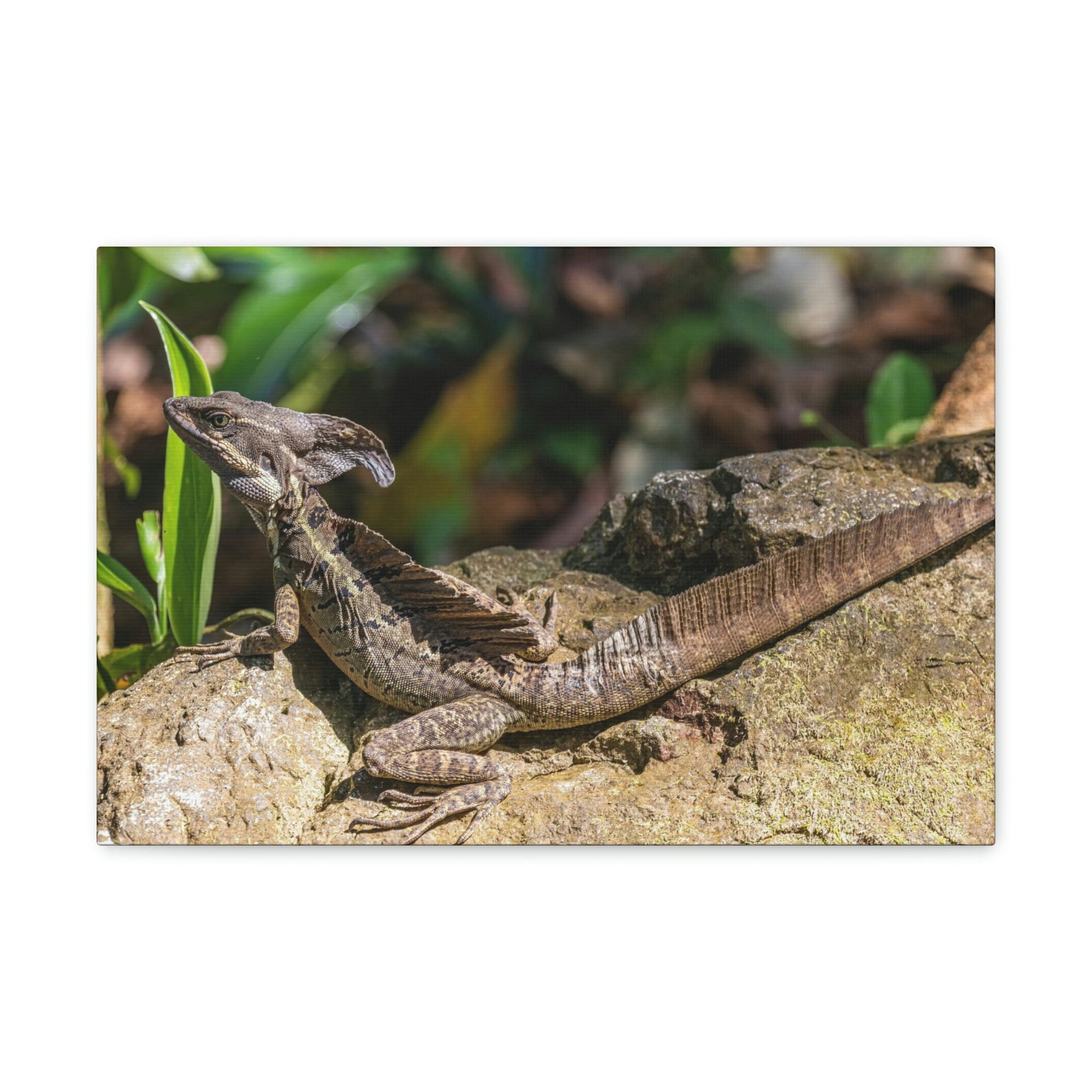 Scripture Walls Basilisk Hunting Basilisk on Hunt Print Animal Wall Art Wildlife Canvas Prints Wall Art Ready to Hang Unframed-Express Your Love Gifts