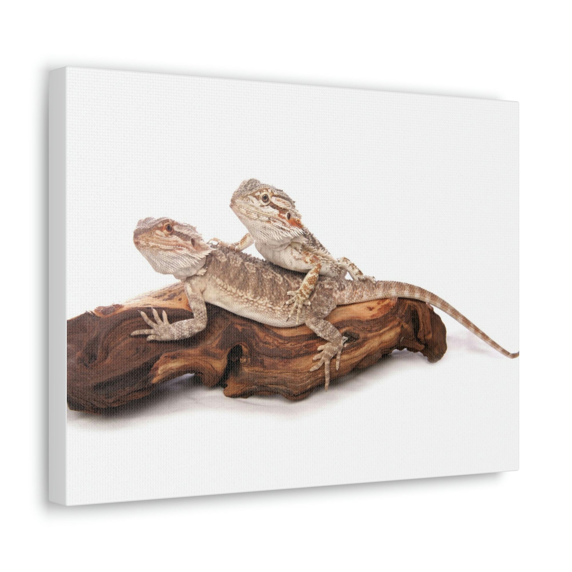 Scripture Walls Bearded Dragon Couple Bearded Dragon Troop Print Animal Wall Art Wildlife Canvas Prints Wall Art Ready to Hang Unframed-Express Your Love Gifts