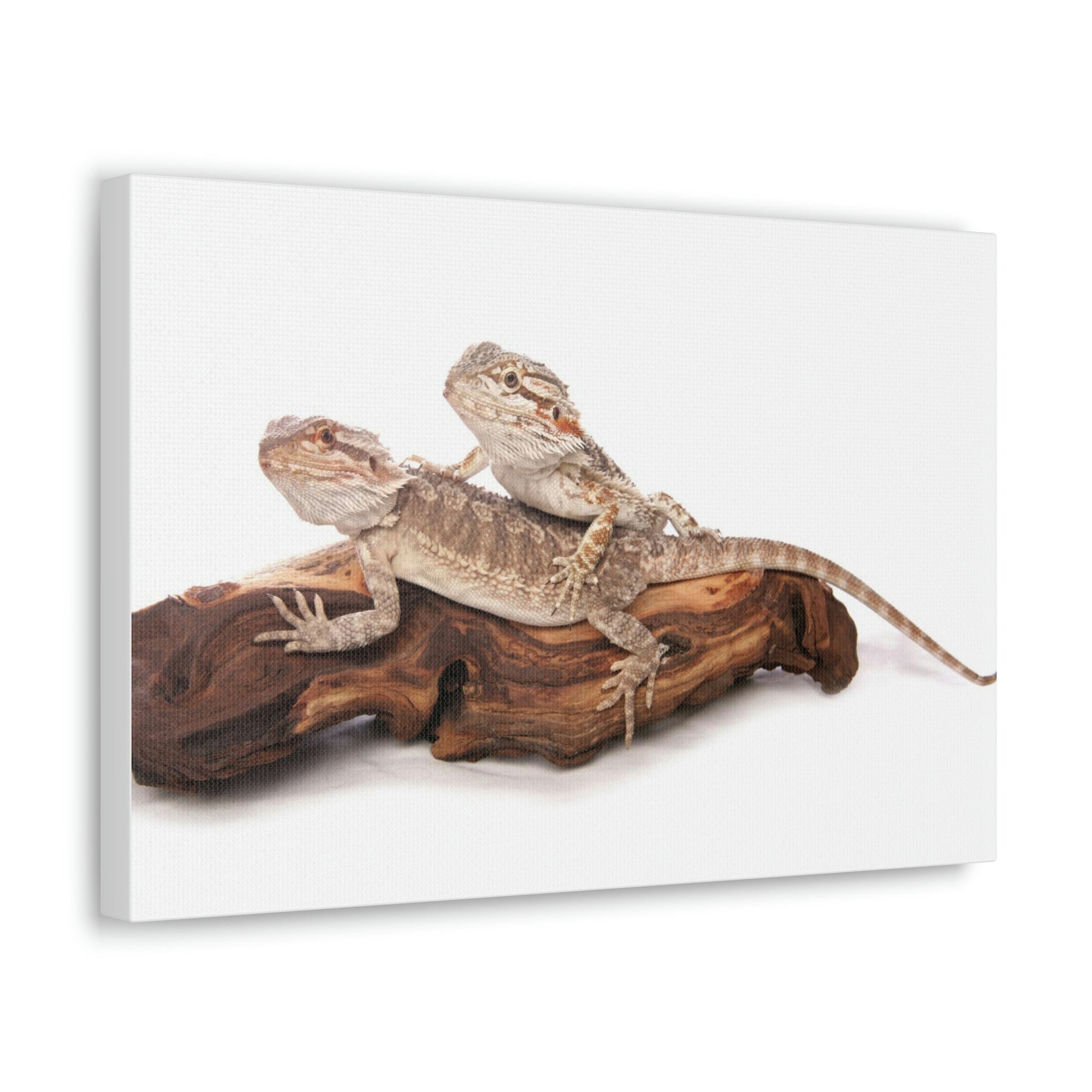 Scripture Walls Bearded Dragon Couple Bearded Dragon Troop Print Animal Wall Art Wildlife Canvas Prints Wall Art Ready to Hang Unframed-Express Your Love Gifts