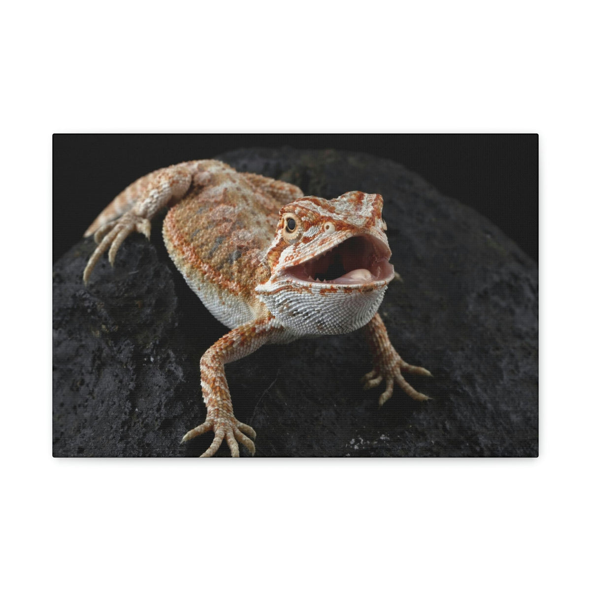 Scripture Walls Bearded Dragon Hunting Bearded Dragon on Hunt Print Animal Wall Art Wildlife Canvas Prints Wall Art Ready to Hang Unframed-Express Your Love Gifts