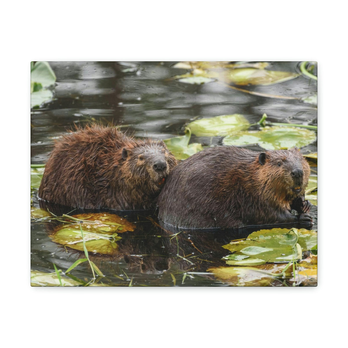 Scripture Walls Beaver Couple Beaver Troop Print Animal Wall Art Wildlife Canvas Prints Wall Art Ready to Hang Unframed-Express Your Love Gifts