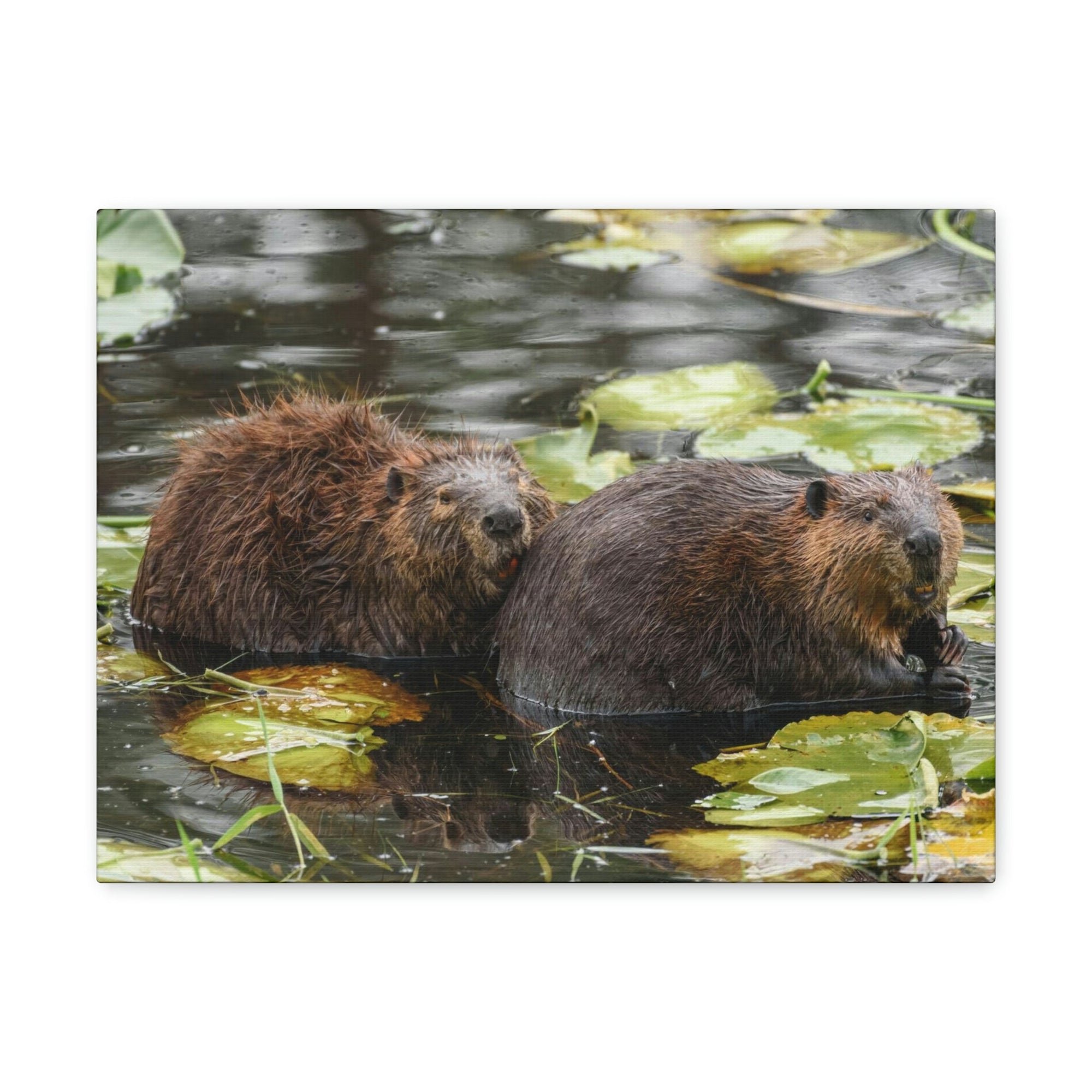 Scripture Walls Beaver Couple Beaver Troop Print Animal Wall Art Wildlife Canvas Prints Wall Art Ready to Hang Unframed-Express Your Love Gifts