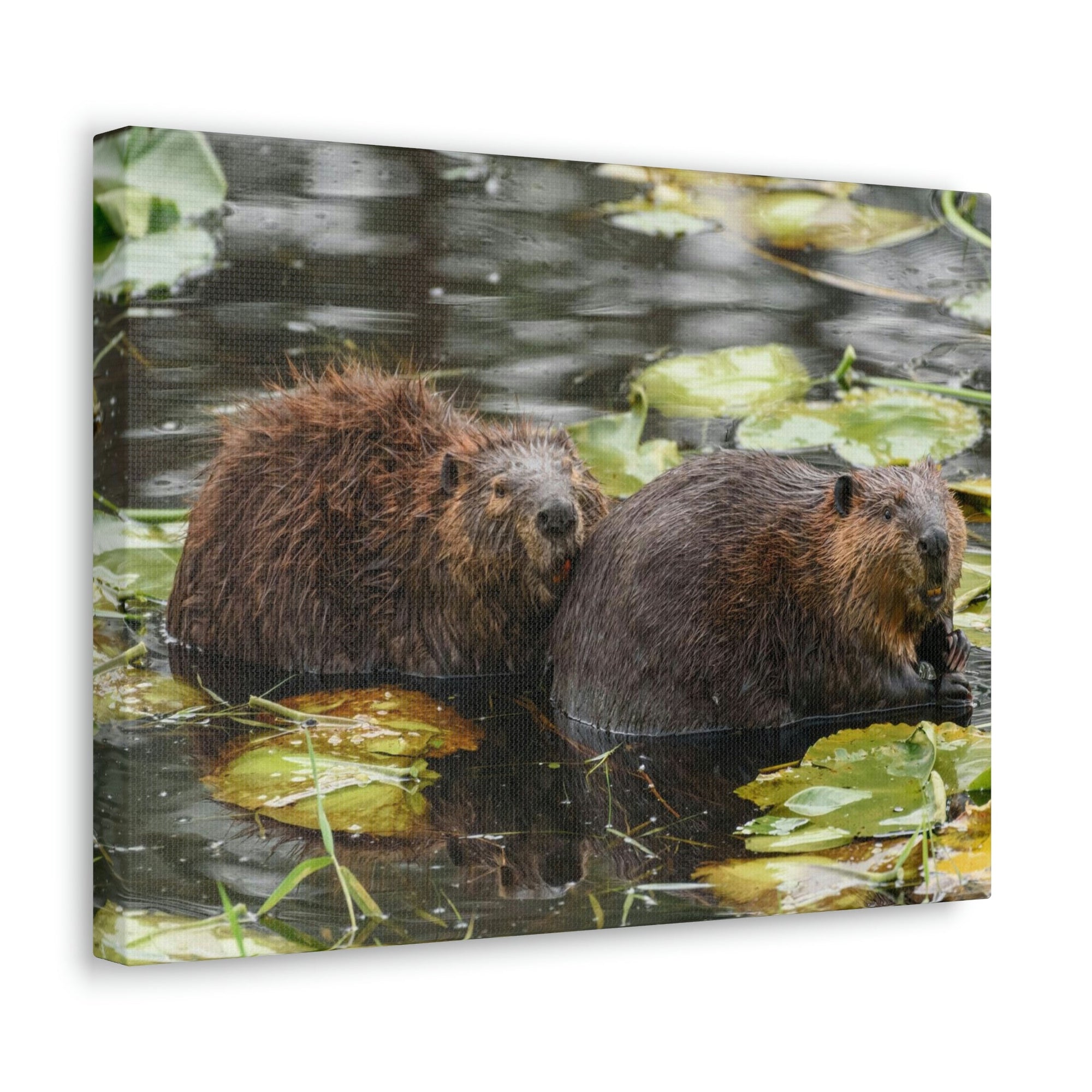 Scripture Walls Beaver Couple Beaver Troop Print Animal Wall Art Wildlife Canvas Prints Wall Art Ready to Hang Unframed-Express Your Love Gifts